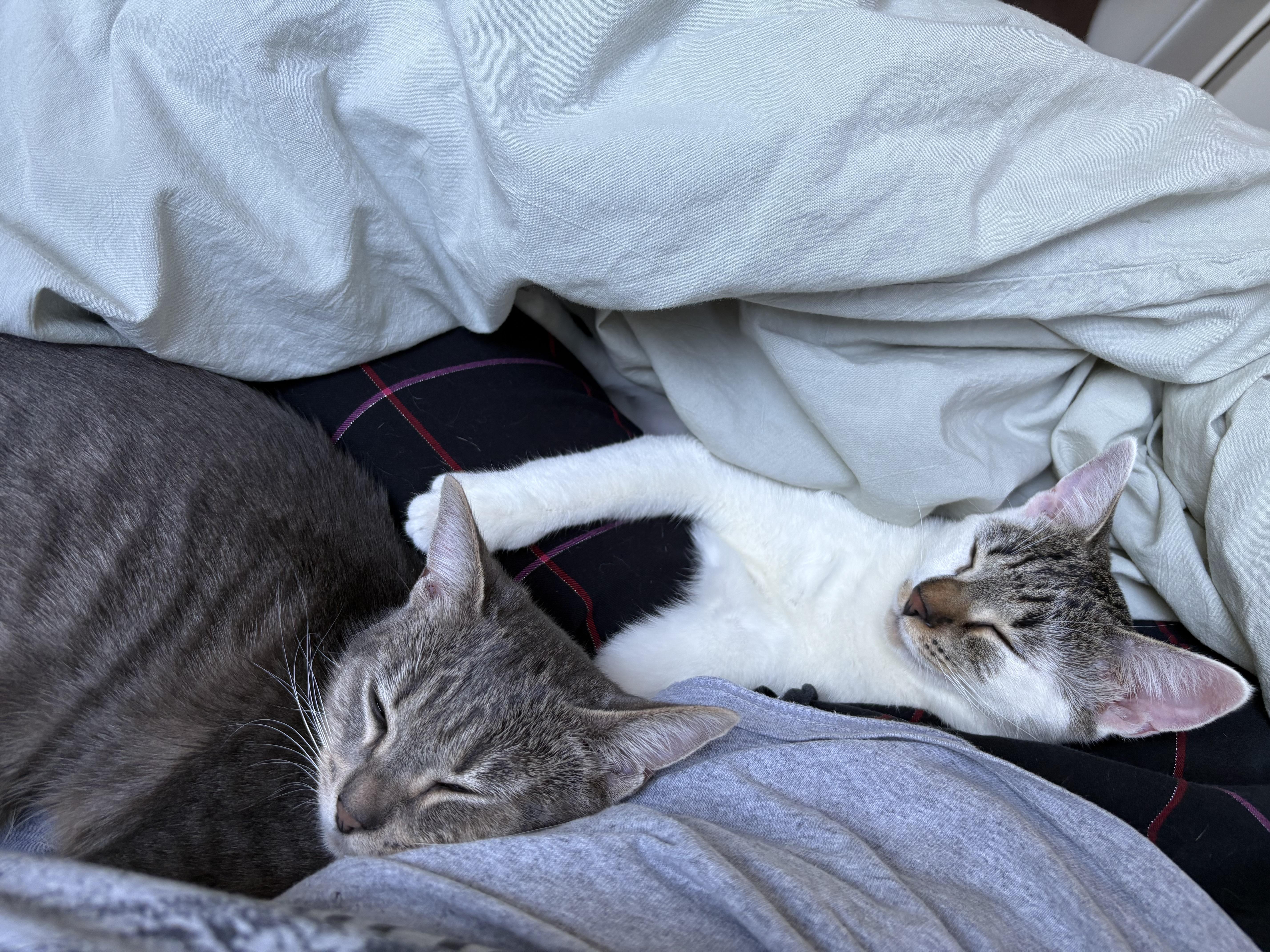 WINKY & LISA - Special sister duo, Adopted, Kitten Female Domestic Short Hair.