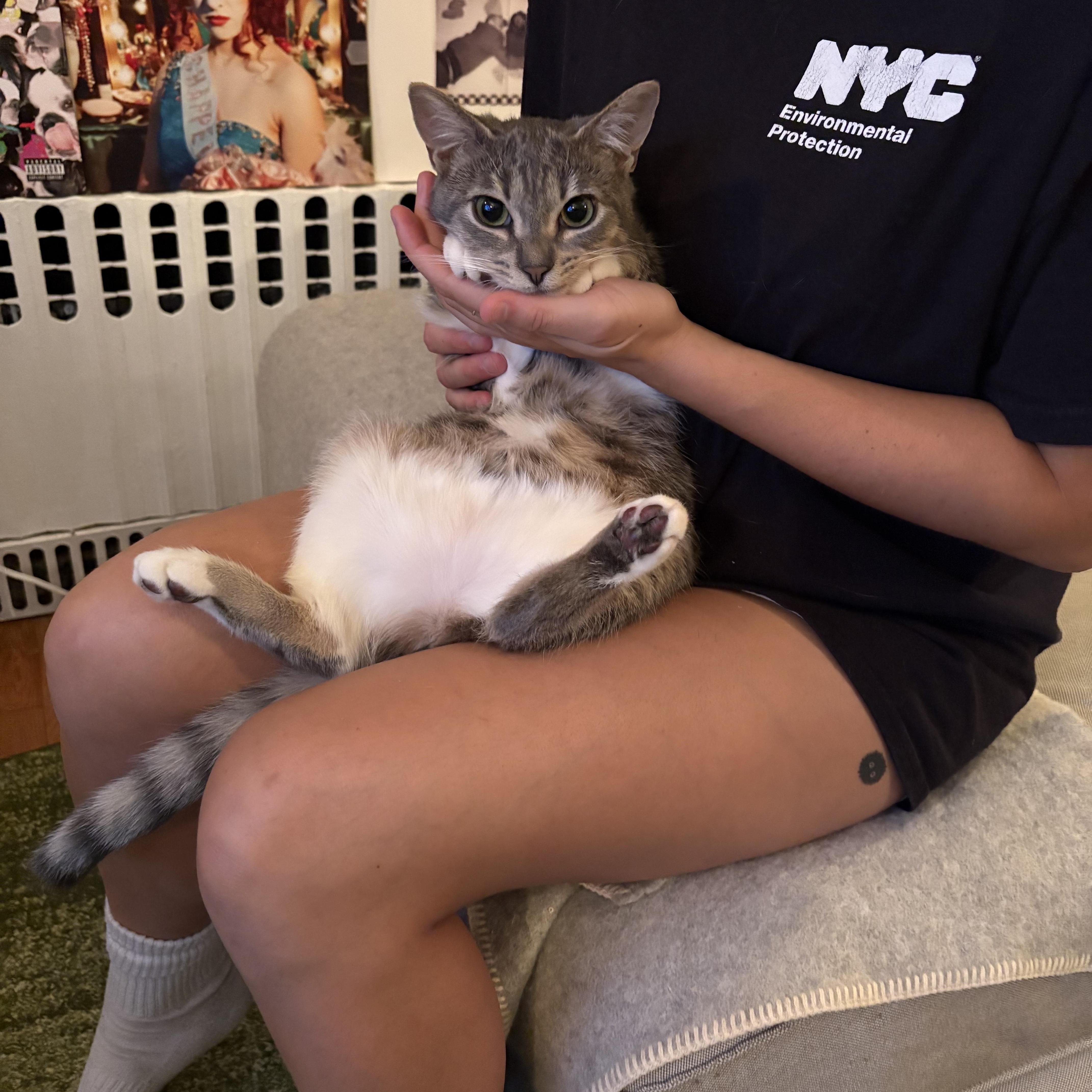 Enlarge WINKY & LISA - Special sister duo, a Adopted Domestic Short Hair in New York, NY image 2/5