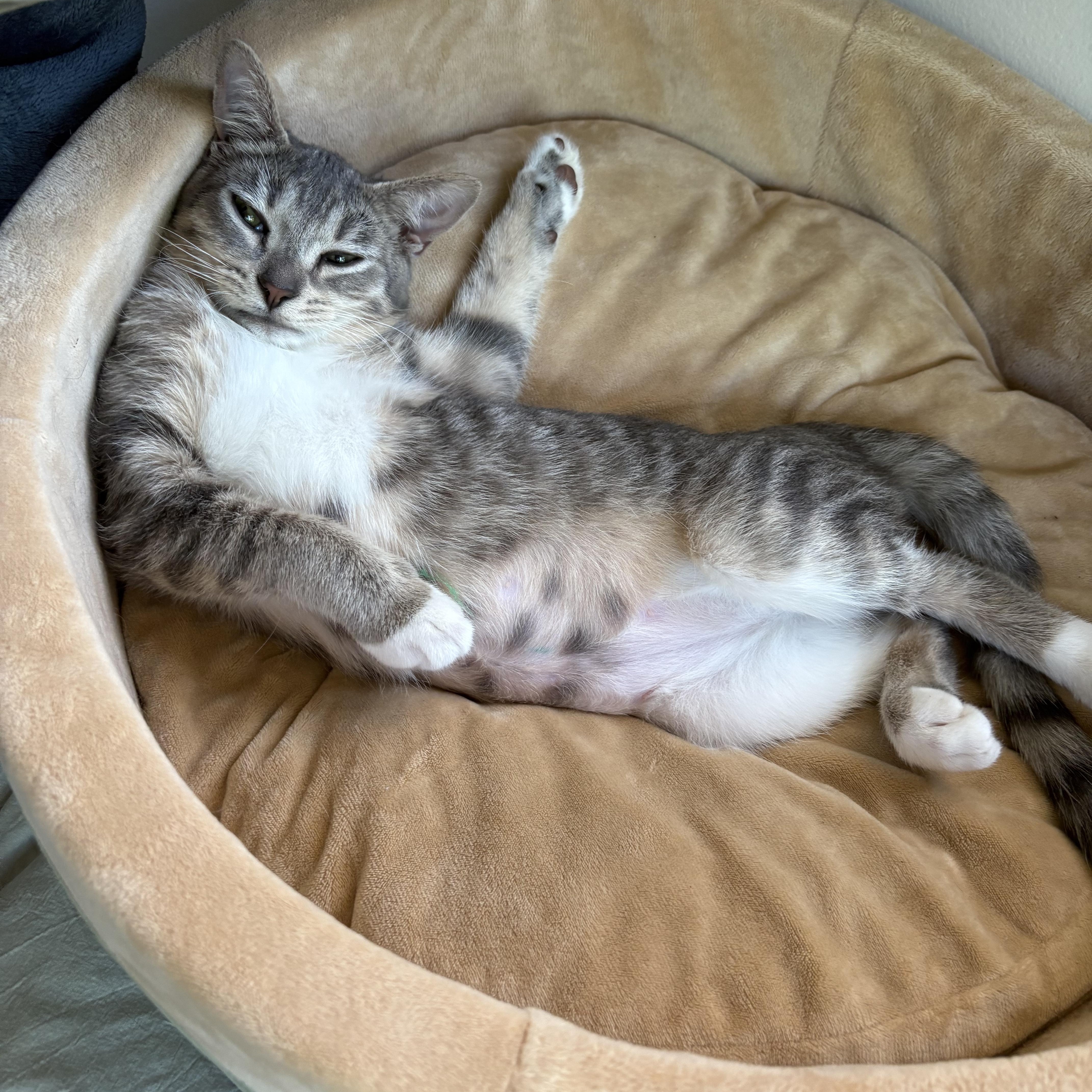 Enlarge WINKY & LISA - Special sister duo, a Adopted Domestic Short Hair in New York, NY image 3/5