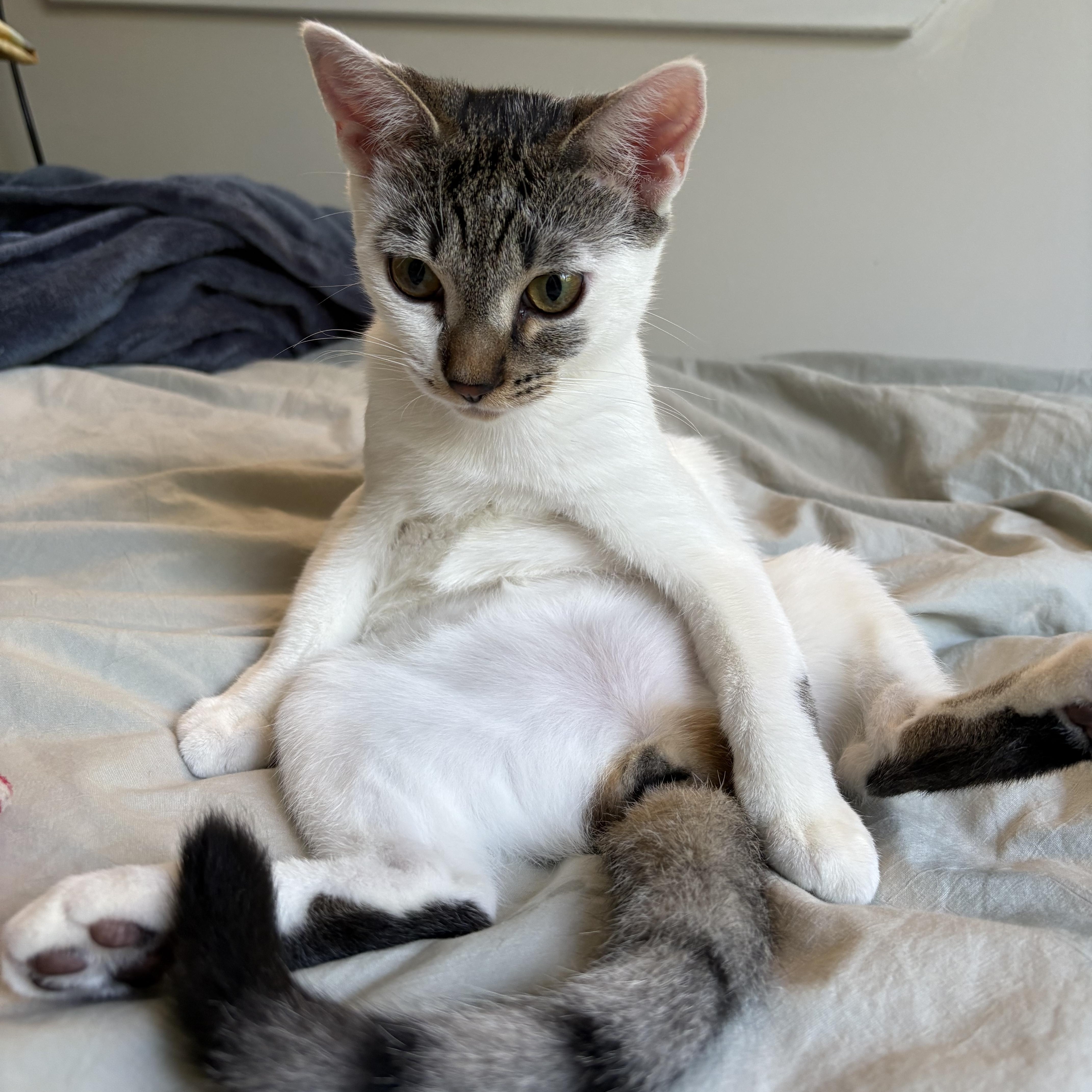 Enlarge WINKY & LISA - Special sister duo, a Adopted Domestic Short Hair in New York, NY image 4/5