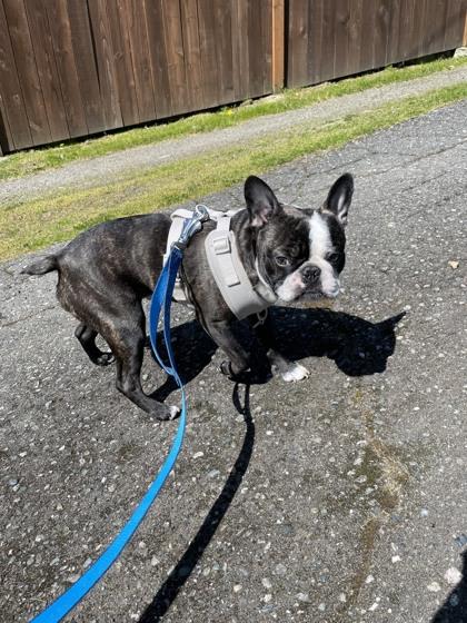 FRANKIE, Adopted, Puppy Male French Bulldog.