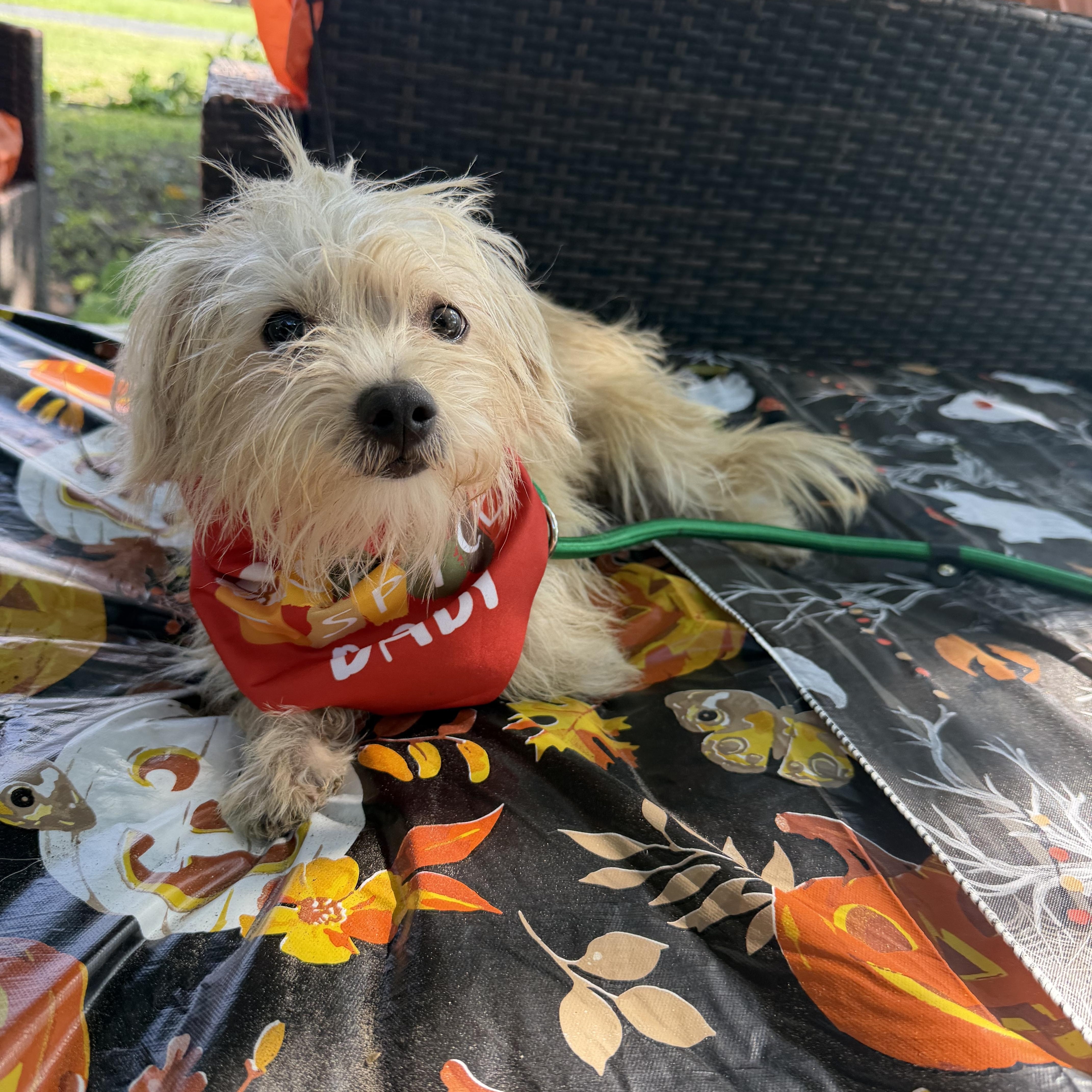 Audrey, Adoptable, Adult Female Schnoodle.