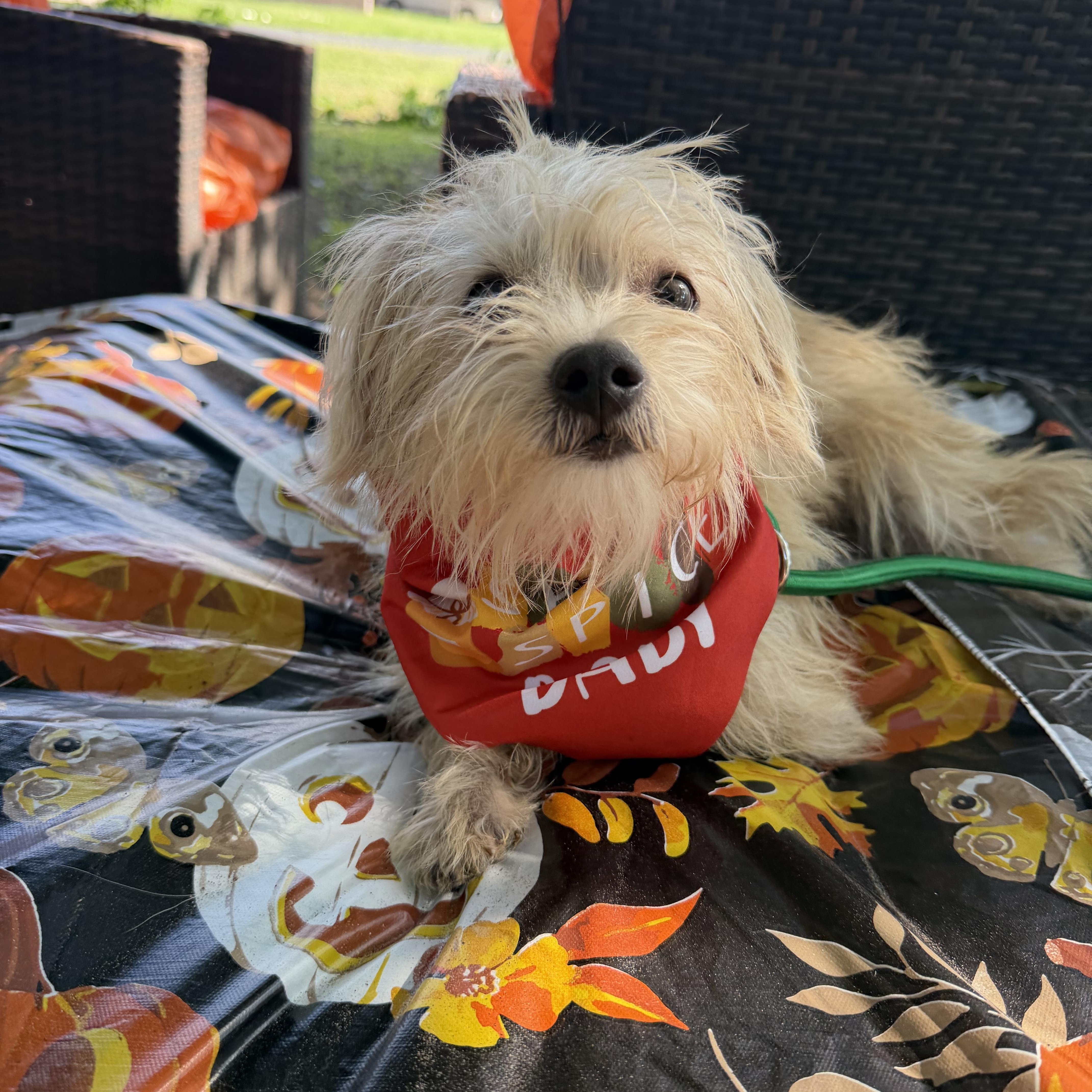 Enlarge Audrey, a Adoptable mixed breed in Warwick, RI image 4/4