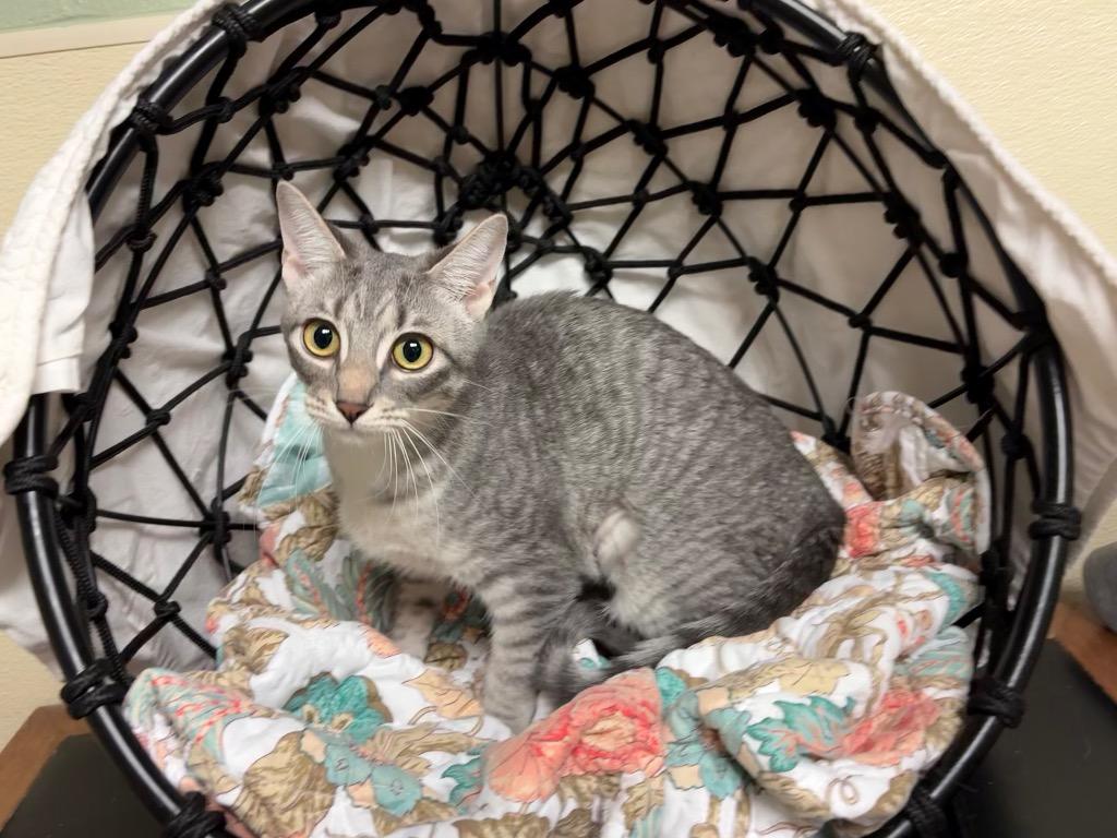 Froggy, a Adoptable mixed breed in Ellijay, GA image 1/3