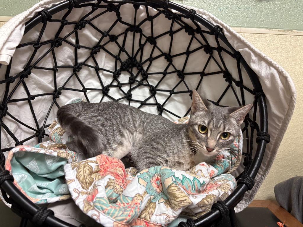 Froggy, a Adoptable mixed breed in Ellijay, GA image 2/3