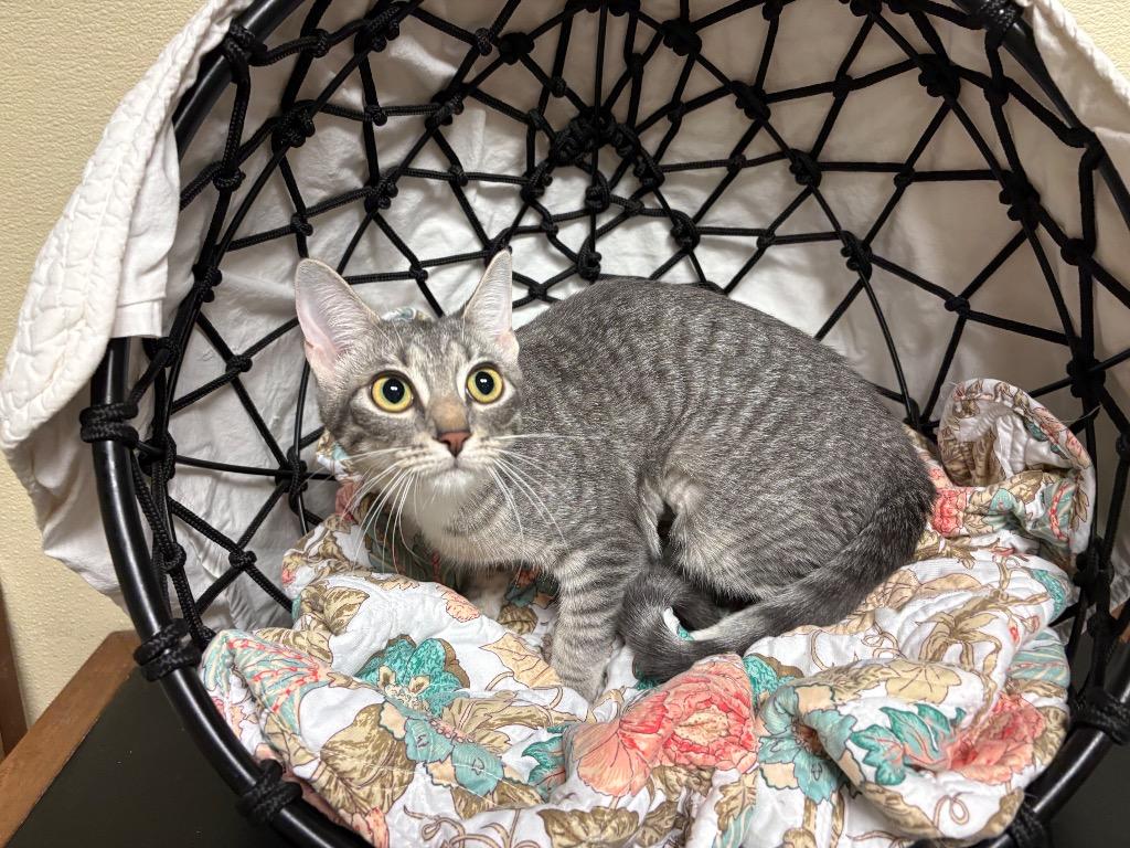 Froggy, a Adoptable mixed breed in Ellijay, GA image 3/3