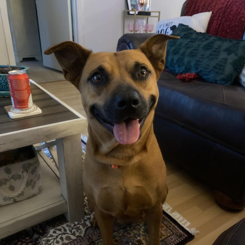 Lulu, Adoptable, Adult Female Black Mouth Cur & Mixed Breed.