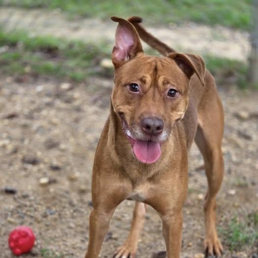 25-01107 GINO, Adoptable, Adult Male Rhodesian Ridgeback.