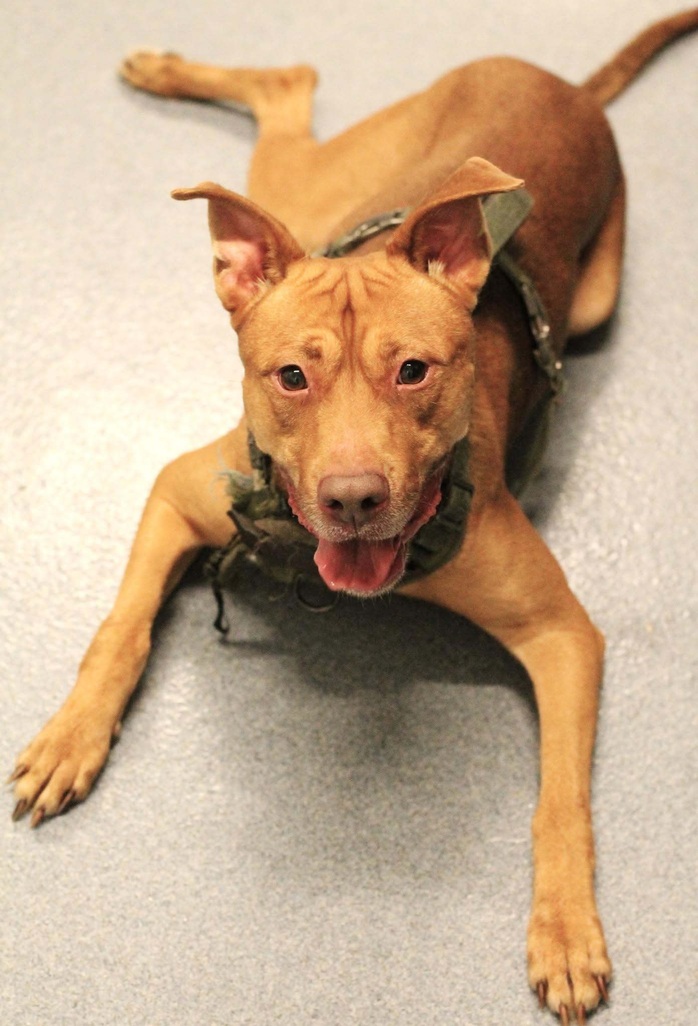 25-01107 GINO, Adoptable, Adult Male Rhodesian Ridgeback.