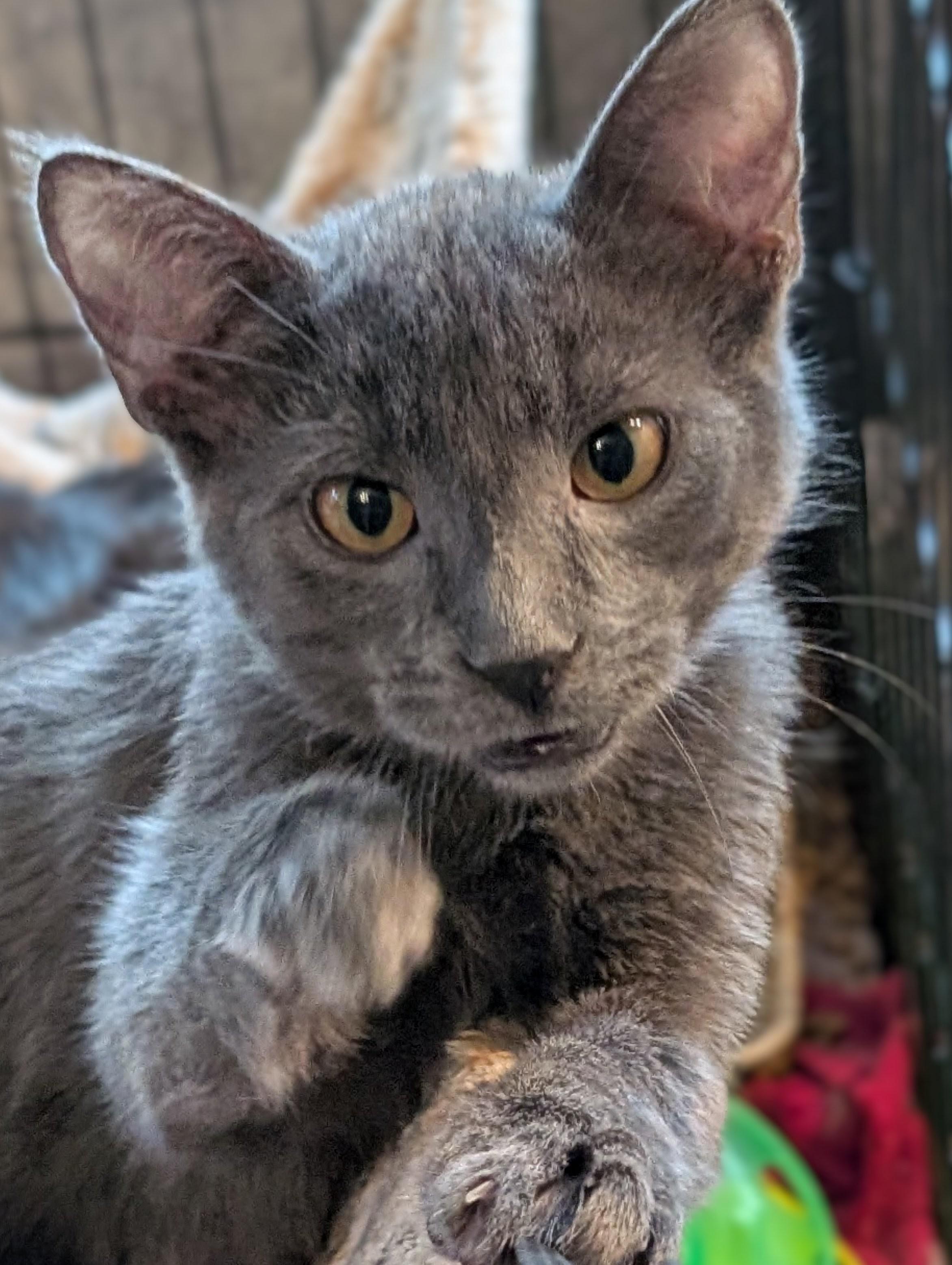 Arthur, Adoptable, Kitten Male Domestic Short Hair.