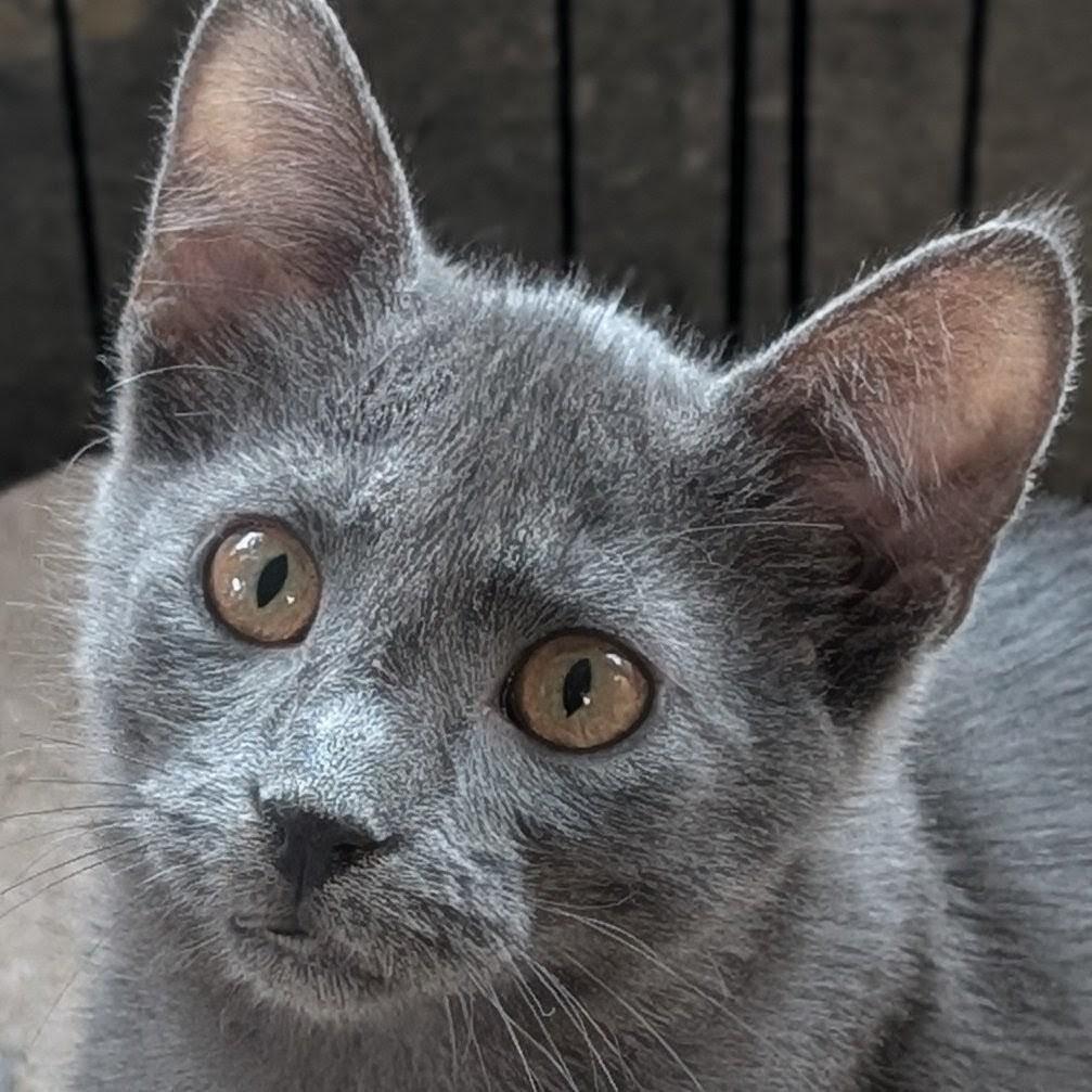 Enlarge Arthur, a Adoptable Domestic Short Hair in Johnsburg, IL image 4/5