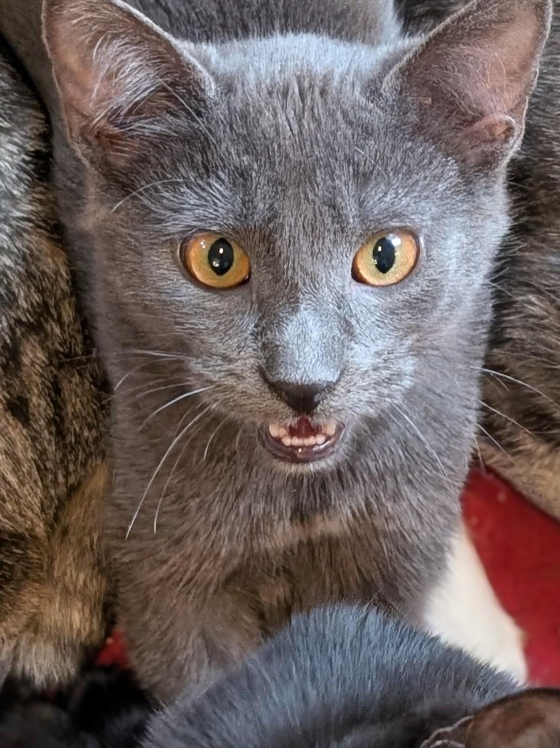 Enlarge Arthur, a Adopted Domestic Short Hair in Johnsburg, IL image 3/5