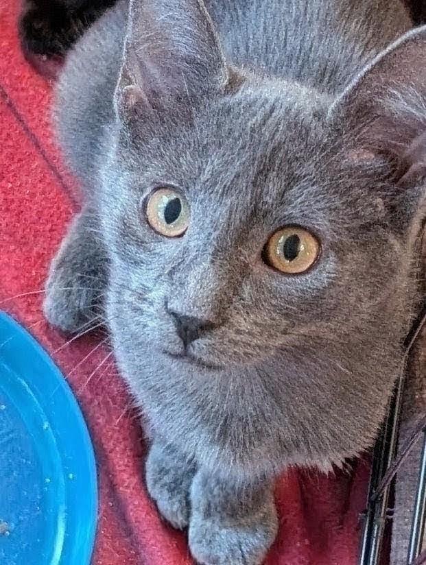 Enlarge Arthur, a Adoptable Domestic Short Hair in Johnsburg, IL image 5/5