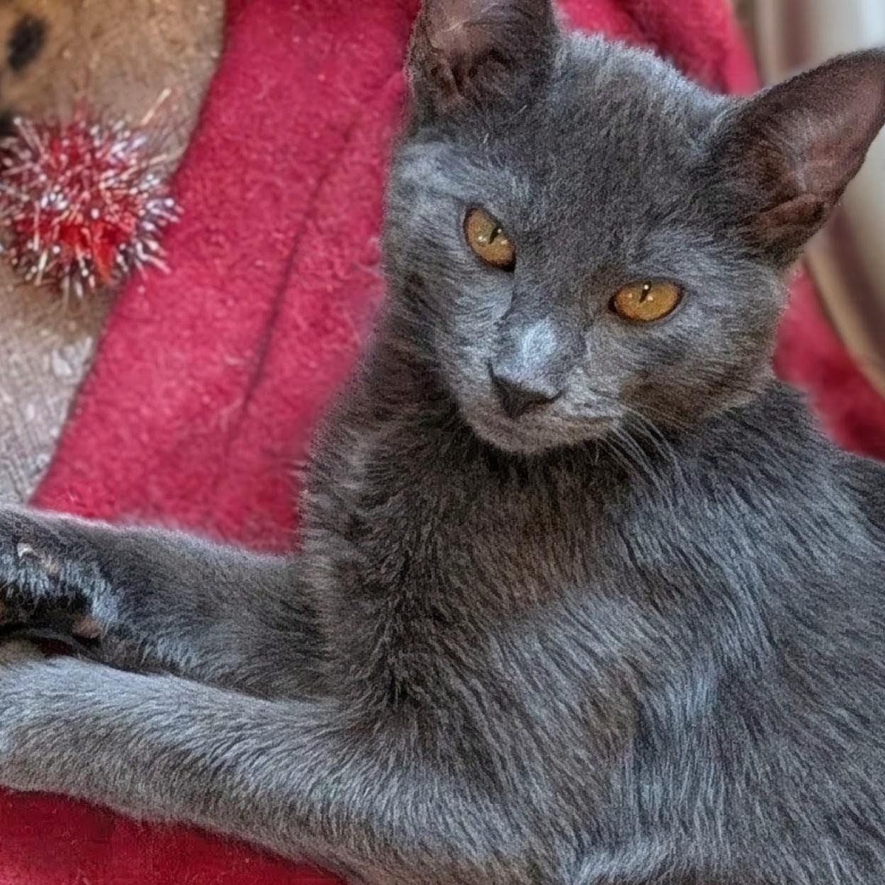 Enlarge Arthur, a Adopted Domestic Short Hair in Johnsburg, IL image 1/5