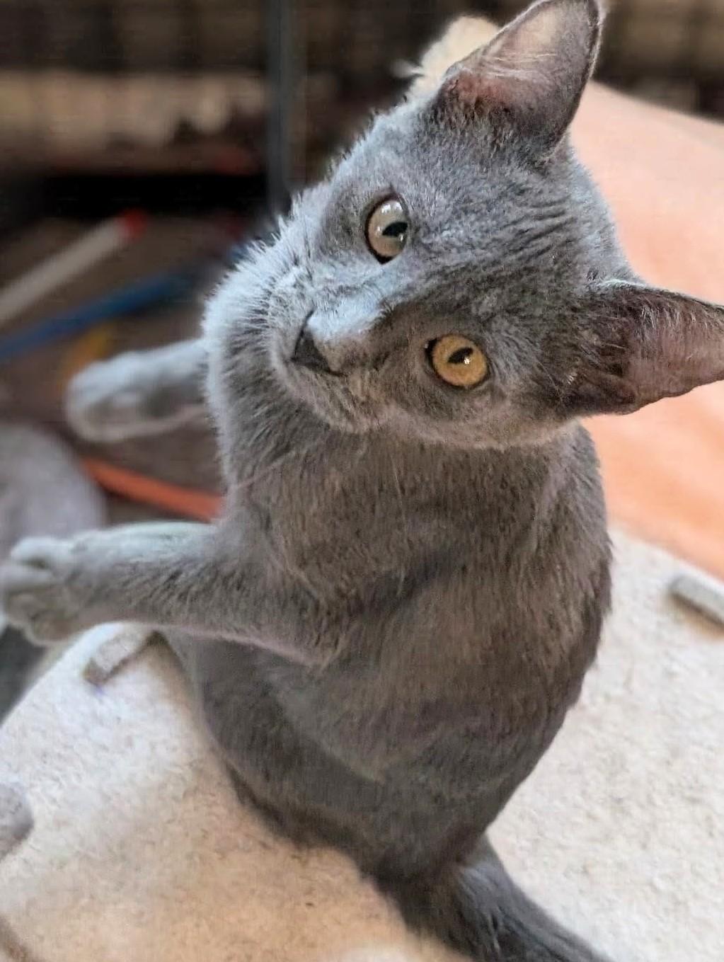 Enlarge Arthur, a Adoptable Domestic Short Hair in Johnsburg, IL image 2/5