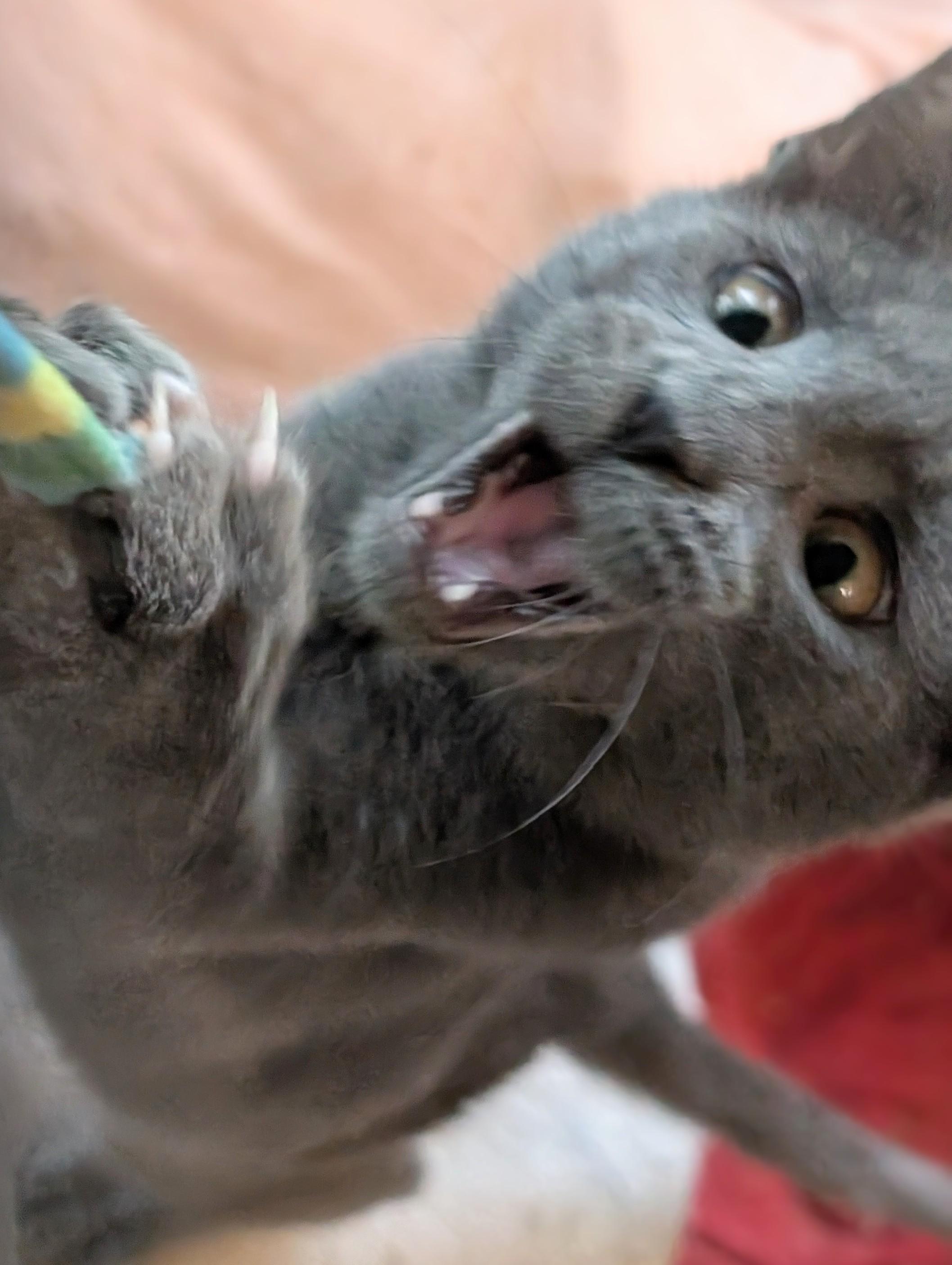 Enlarge Arthur, a Adoptable Domestic Short Hair in Johnsburg, IL image 3/5