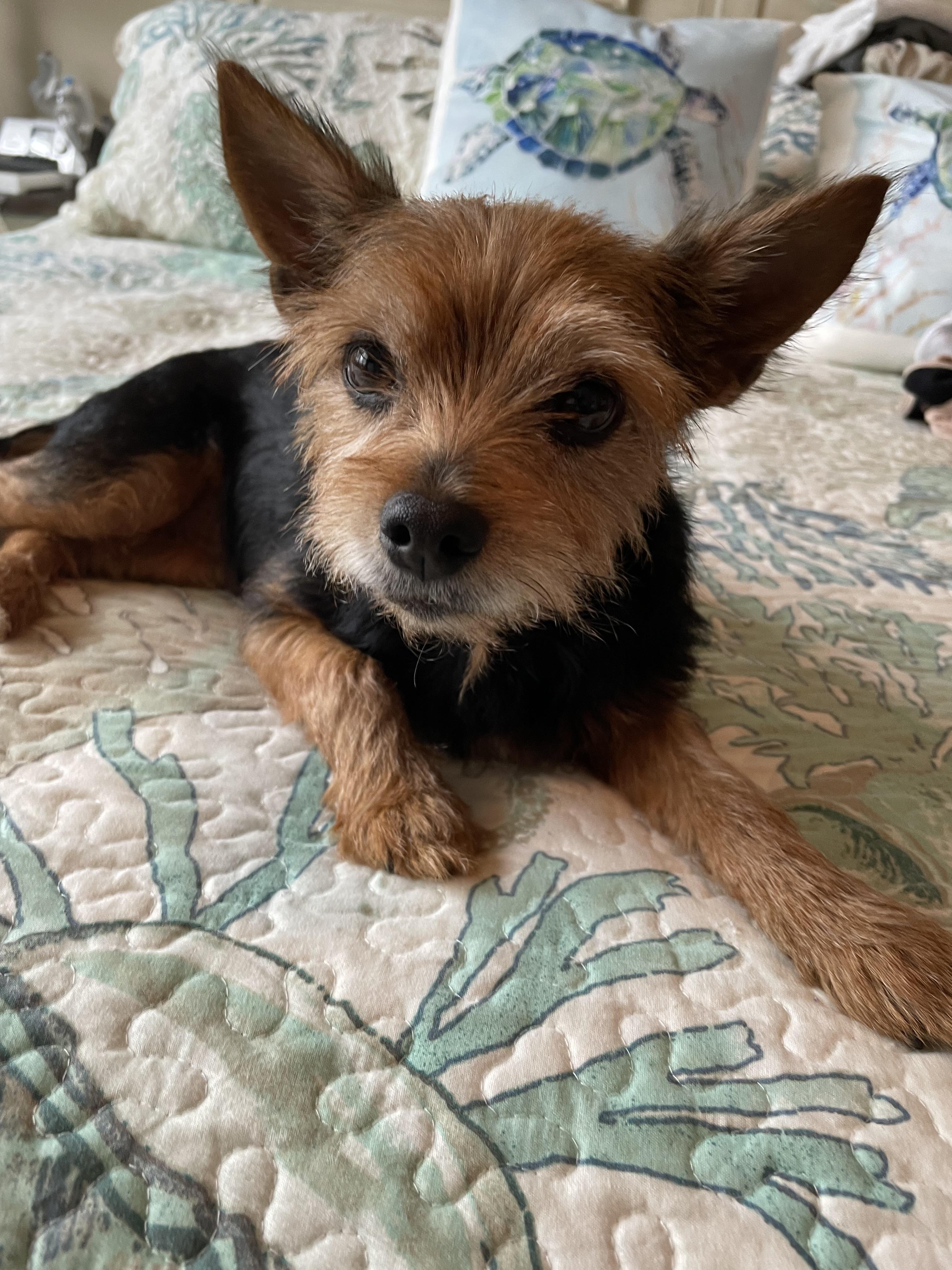 Enlarge Foxy, a Adopted mixed breed in Palm Harbor, FL image 1/4