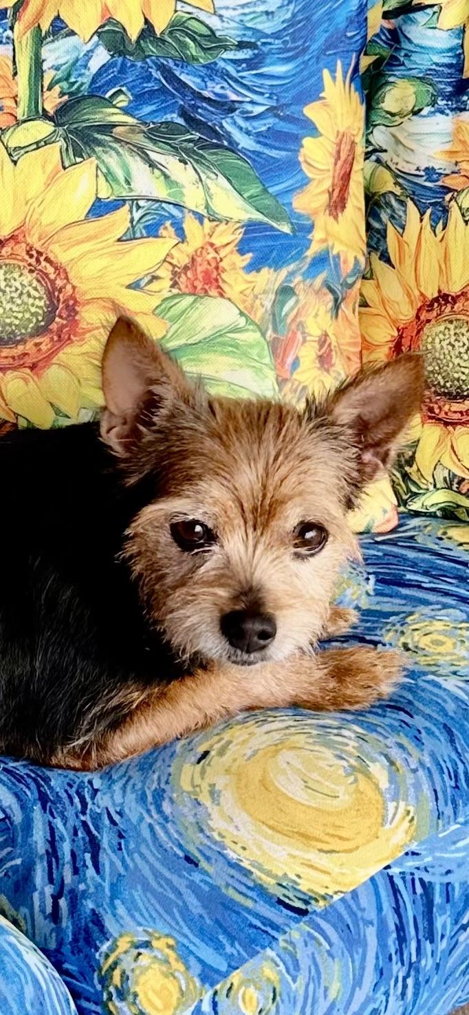 Enlarge Foxy, a Adopted mixed breed in Palm Harbor, FL image 2/4