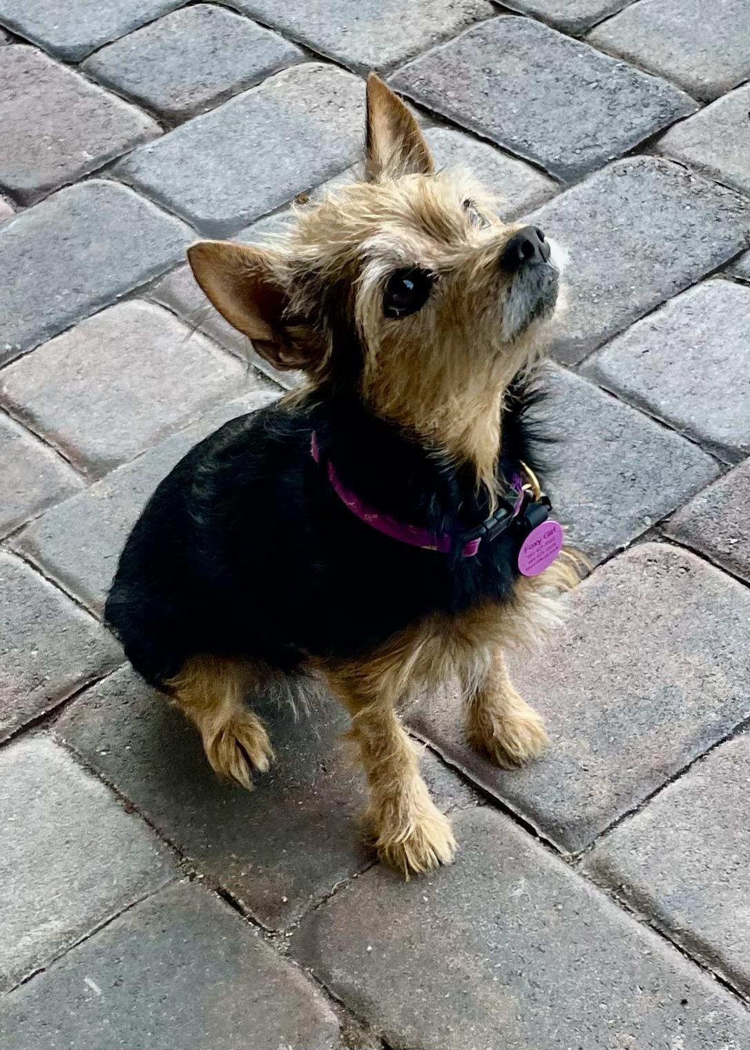 Enlarge Foxy, a Adopted mixed breed in Palm Harbor, FL image 3/4