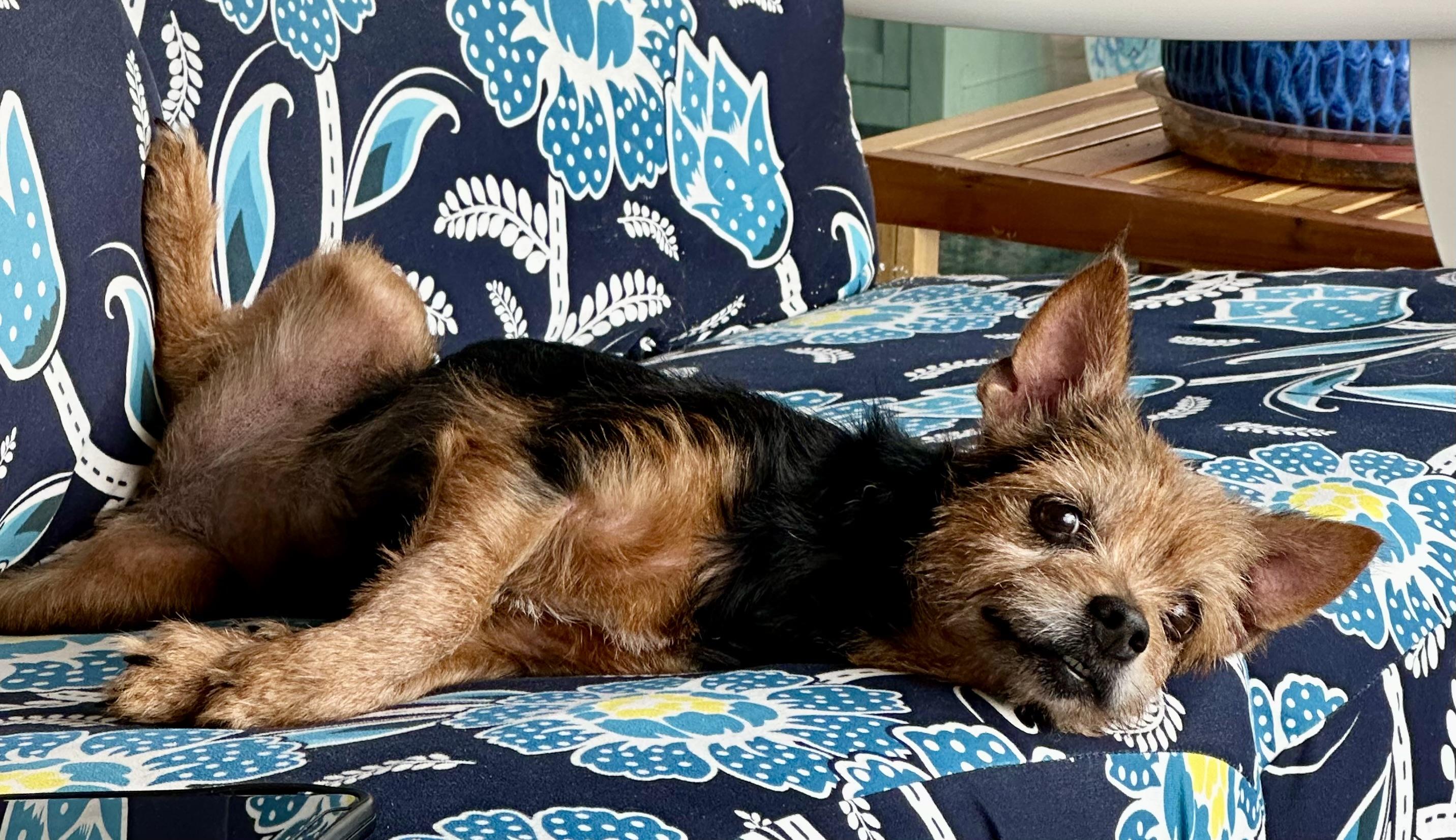 Enlarge Foxy, a Adopted mixed breed in Palm Harbor, FL image 4/4