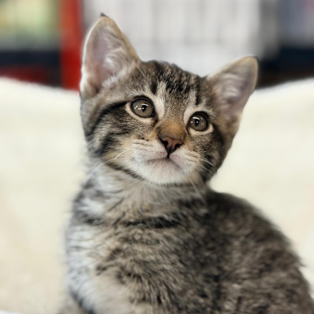 Caesar, adopted, Young Male Domestic Short Hair.