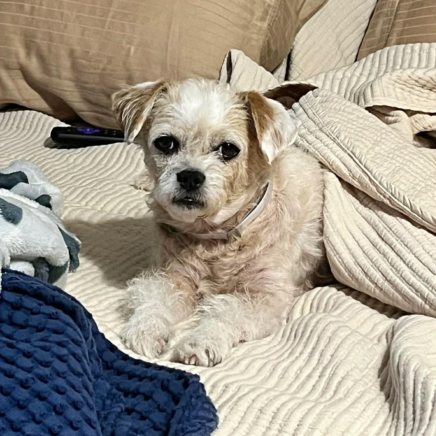 Willow, ADOPTABLE, Adult Female Shih Tzu & Poodle.