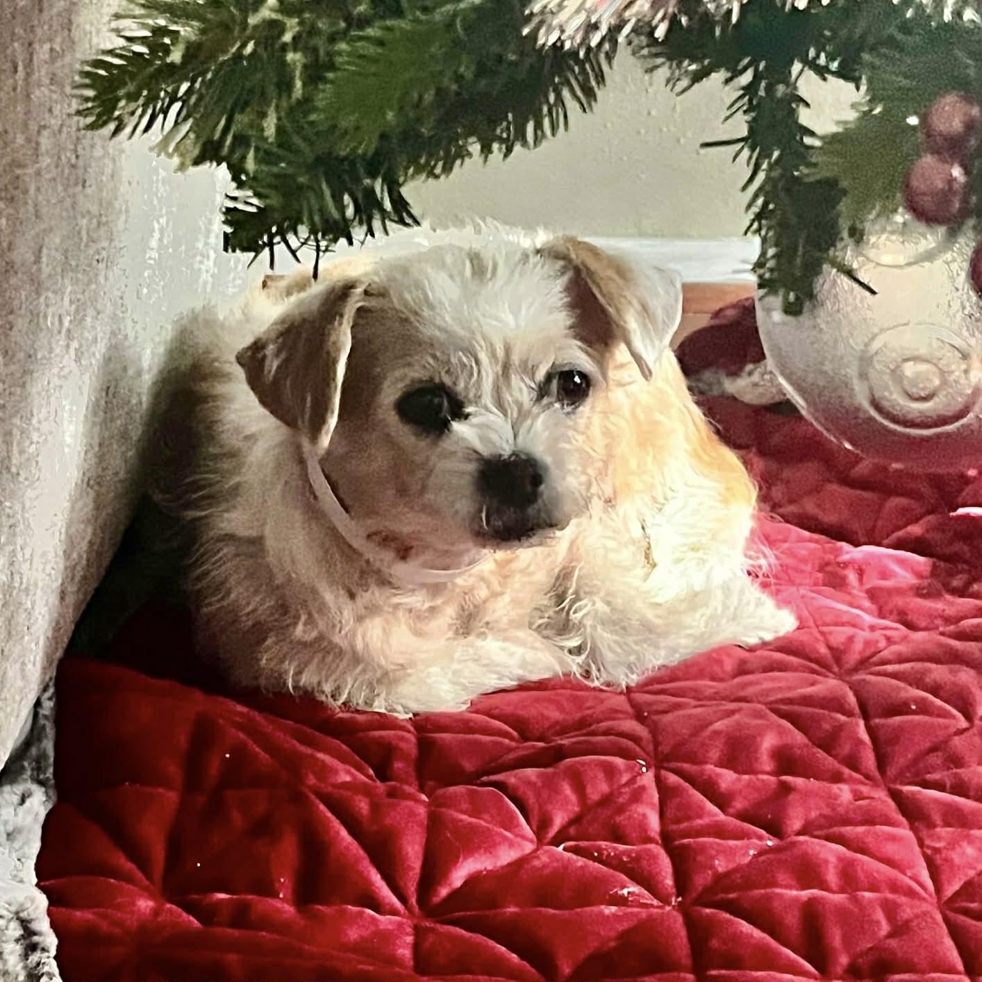 Enlarge Willow, a ADOPTABLE mixed breed in Boulder, CO image 3/6