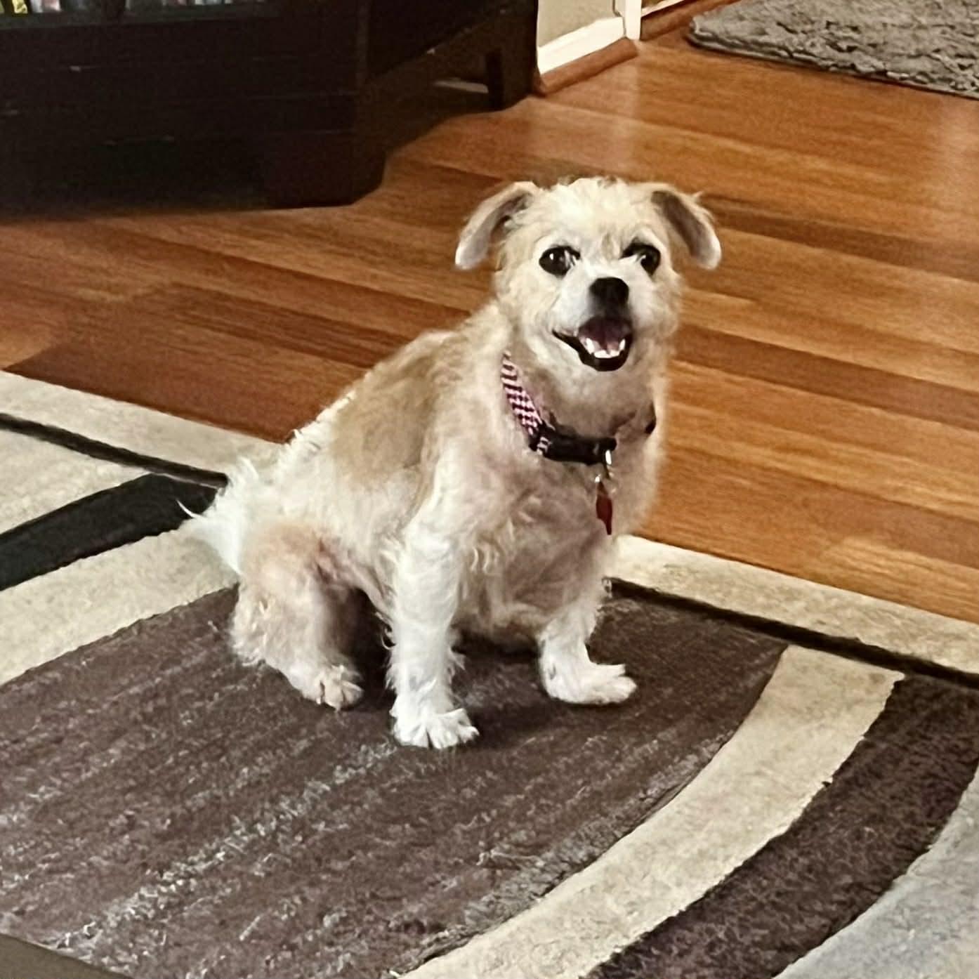 Enlarge Willow, a ADOPTABLE mixed breed in Boulder, CO image 5/6