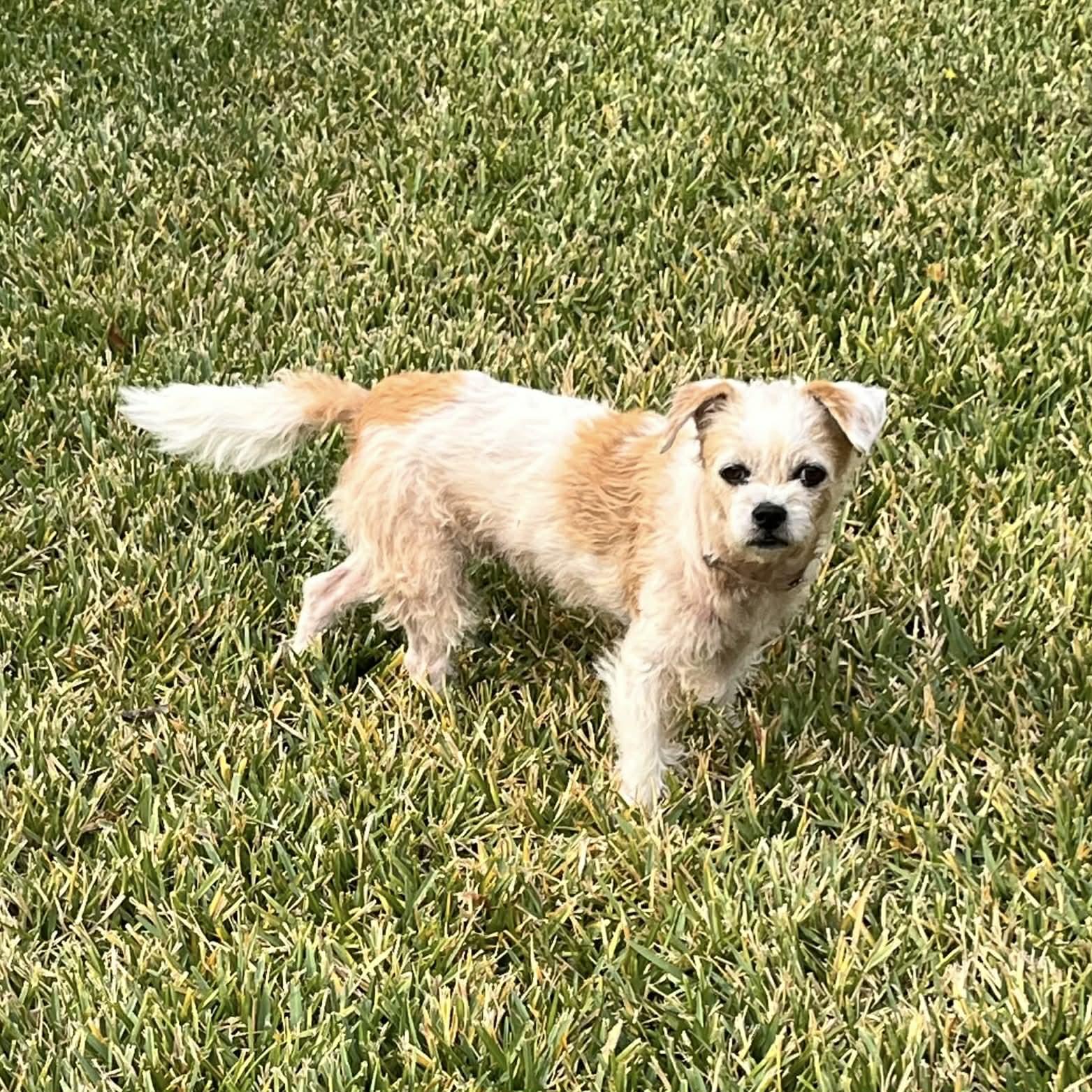 Enlarge Willow, a ADOPTABLE mixed breed in Boulder, CO image 4/6