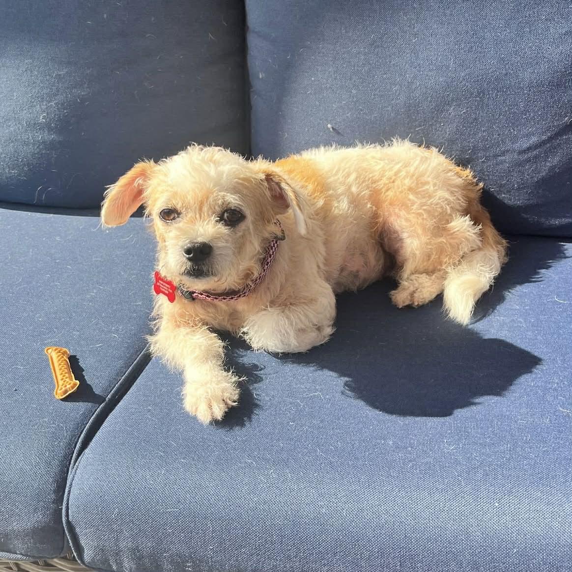 Enlarge Willow, a ADOPTABLE mixed breed in Boulder, CO image 2/6