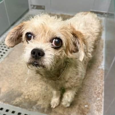 Enlarge Willow, a ADOPTABLE mixed breed in Boulder, CO image 6/6