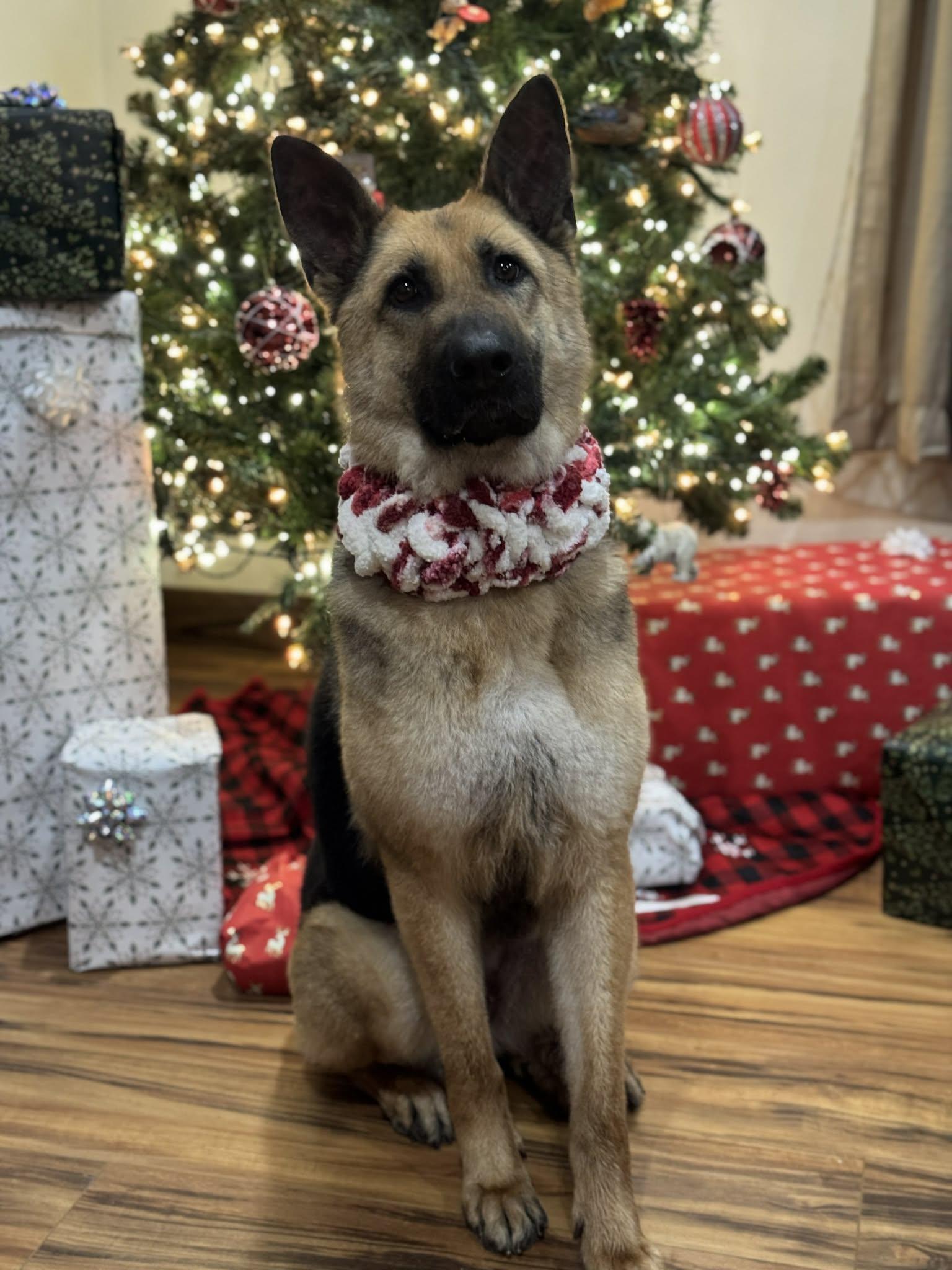 Enlarge Wendy, a ADOPTABLE German Shepherd Dog in Indianapolis, IN image 2/3