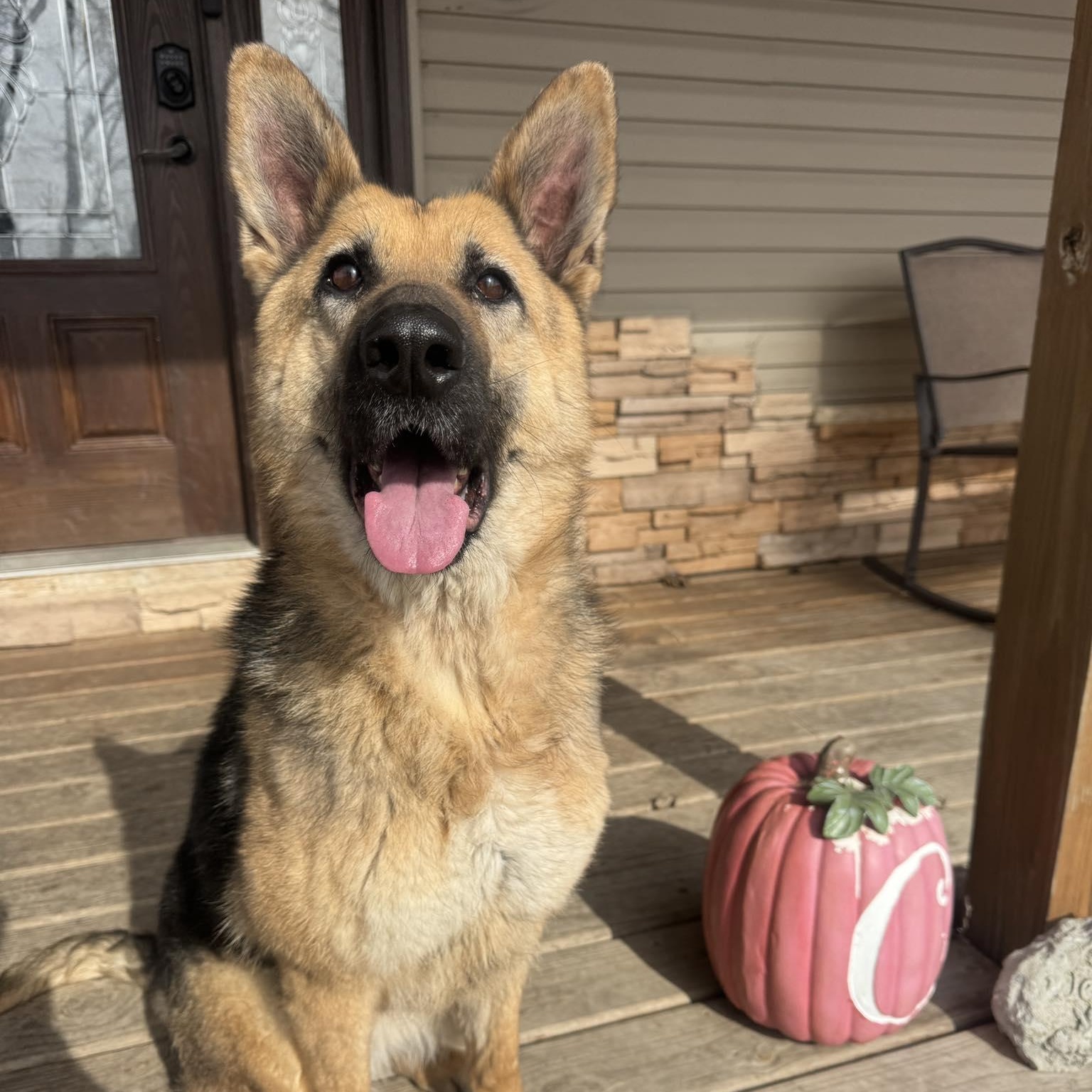 Wendy, ADOPTABLE, Adult Female German Shepherd Dog.