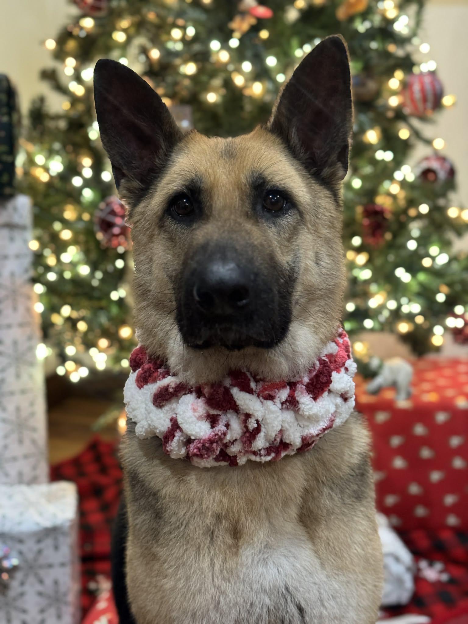 Enlarge Wendy, a ADOPTABLE German Shepherd Dog in Indianapolis, IN image 1/3