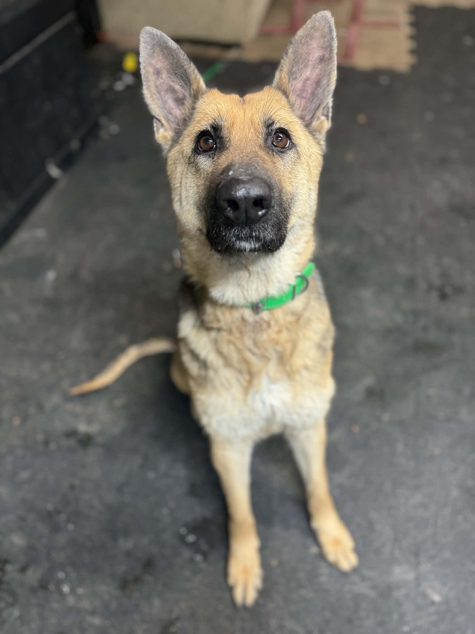 Enlarge Wendy, a ADOPTABLE German Shepherd Dog in Indianapolis, IN image 3/3
