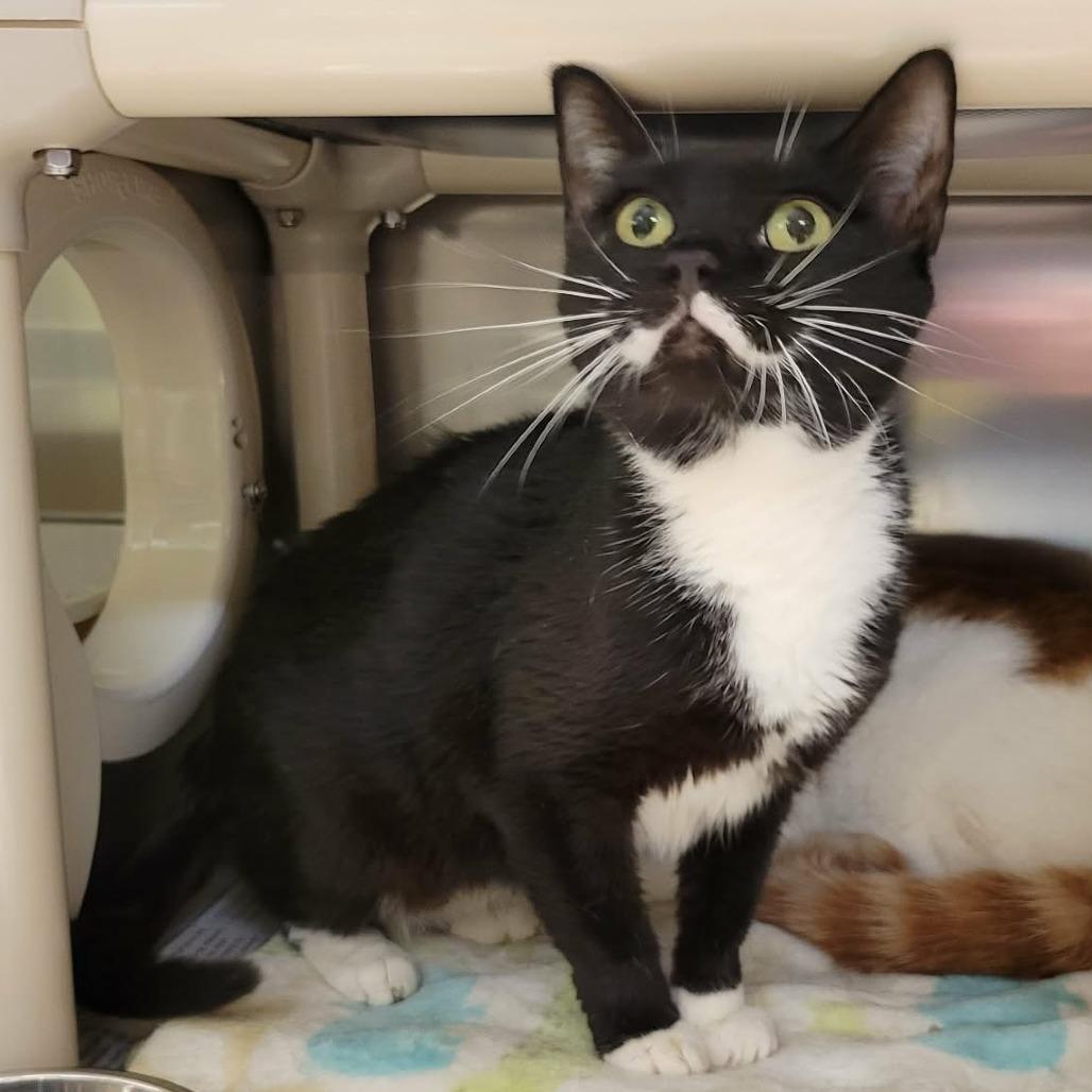 Enlarge Prim, a Adoptable Domestic Short Hair in Columbia, MO image 1/6