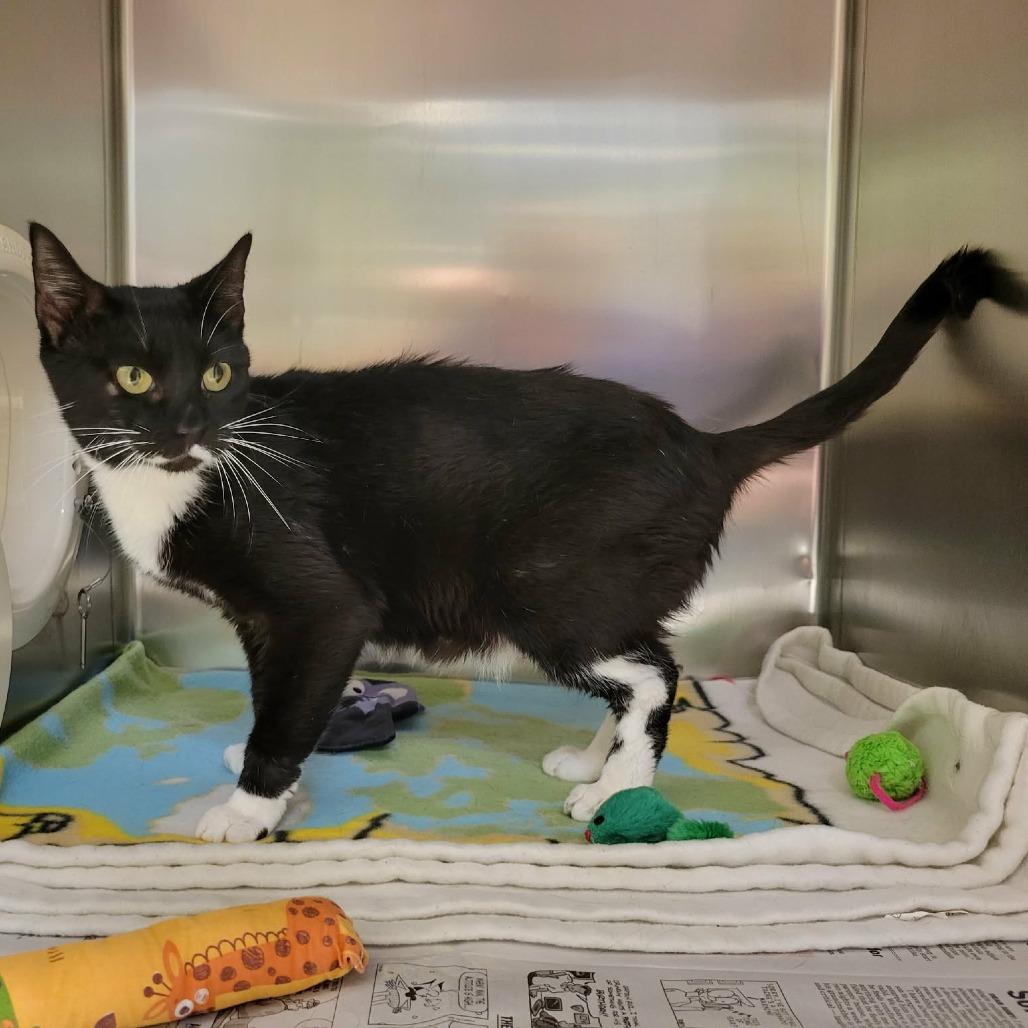 Enlarge Prim, a Adoptable Domestic Short Hair in Columbia, MO image 2/6