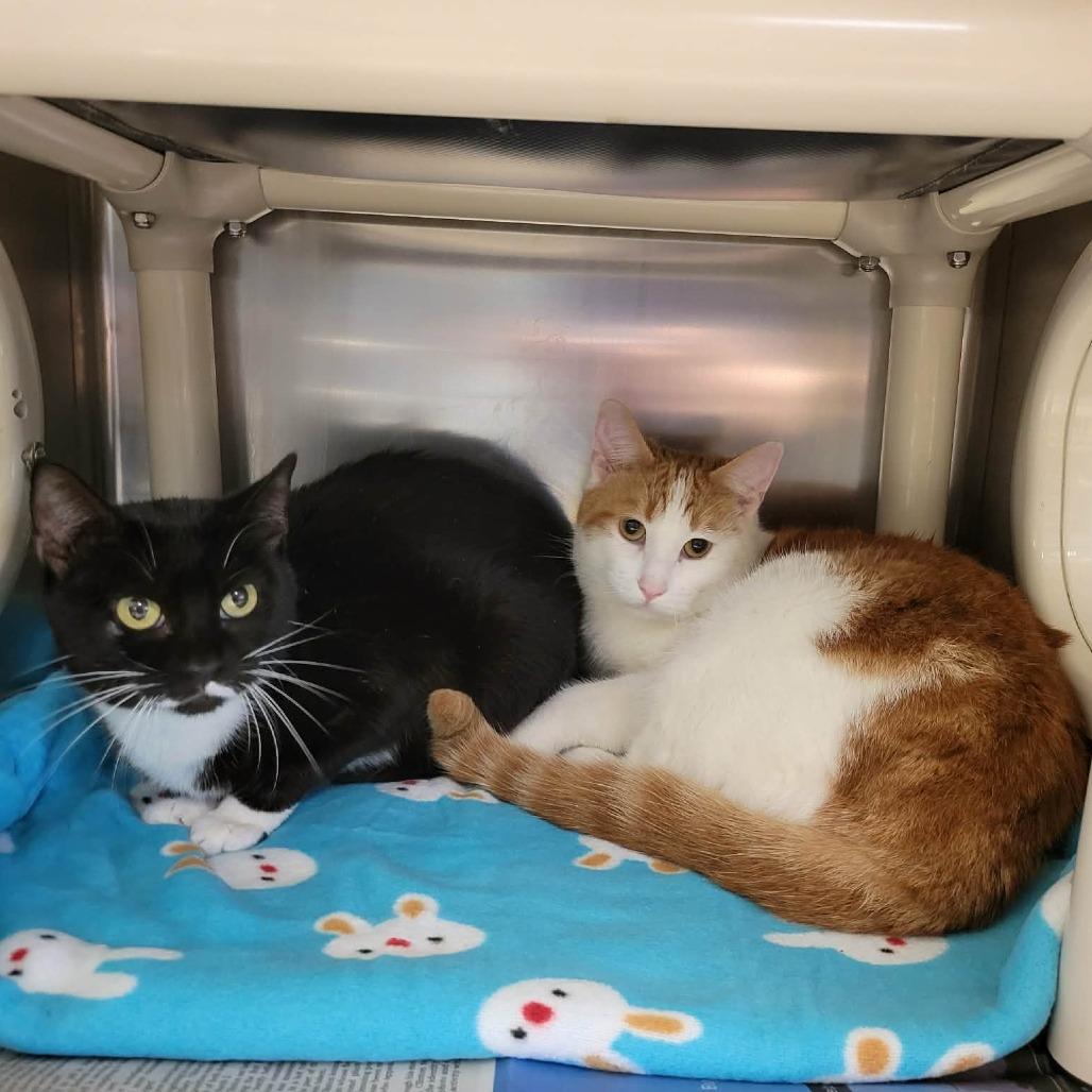 Enlarge Prim, a Adoptable Domestic Short Hair in Columbia, MO image 3/6