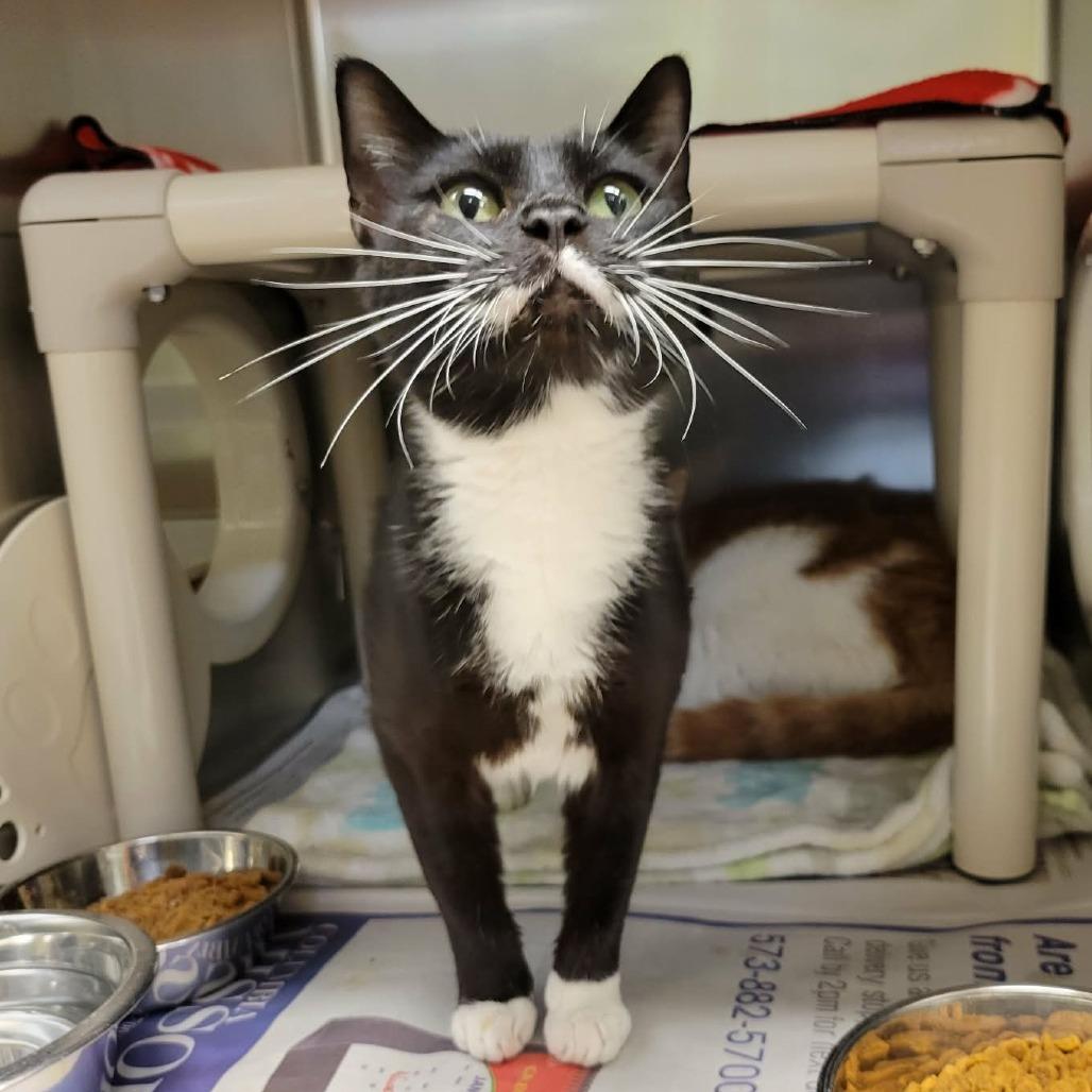 Enlarge Prim, a Adoptable Domestic Short Hair in Columbia, MO image 4/6