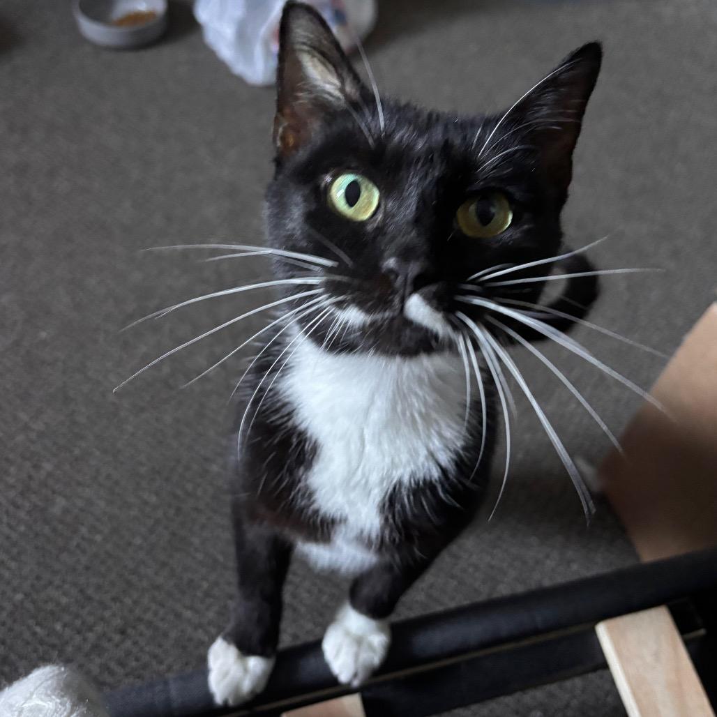 Enlarge Prim, a Adoptable Domestic Short Hair in Columbia, MO image 5/6