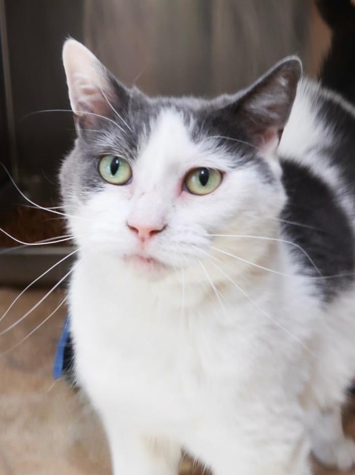 Enlarge Morganna, a Adoptable mixed breed in Menomonie, WI image 1/1