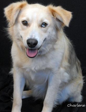 Riot, Adult Female unknown