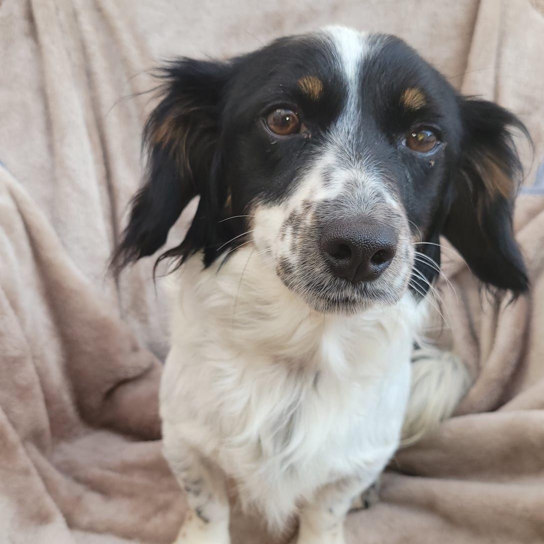 Lee, adopted, Young Male Cocker Spaniel & Border Collie.