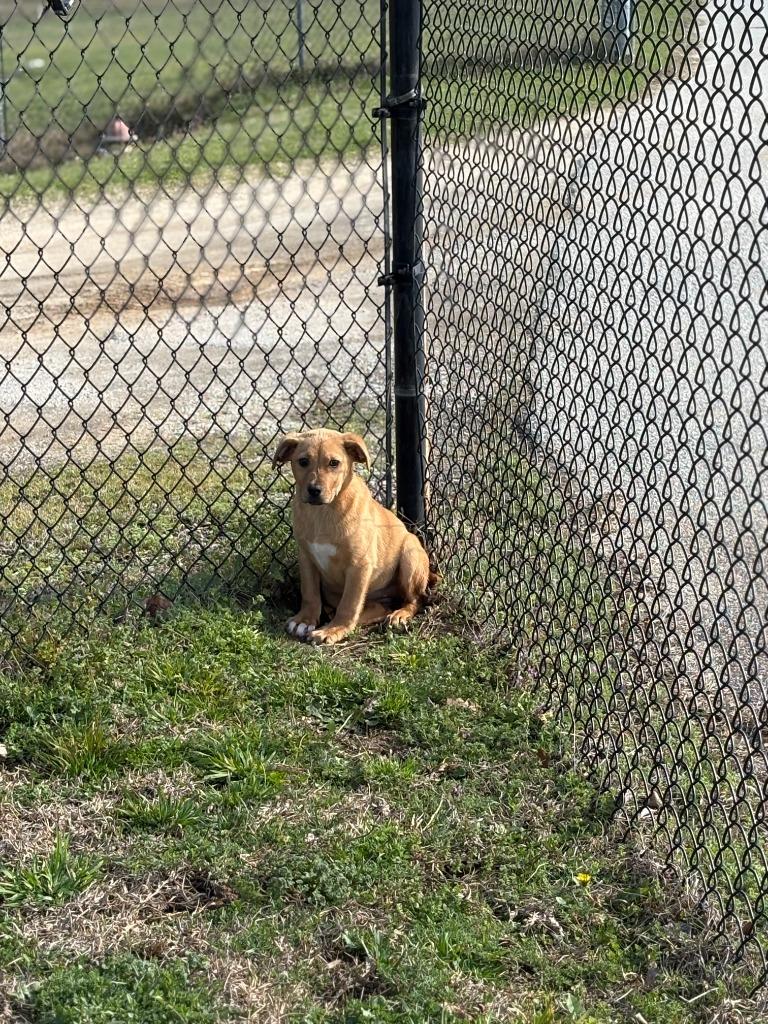 Davis, Adoptable, Puppy Female Mixed Breed.