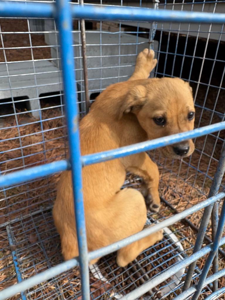 Enlarge Davis, a Adoptable mixed breed in Effingham, SC image 2/3