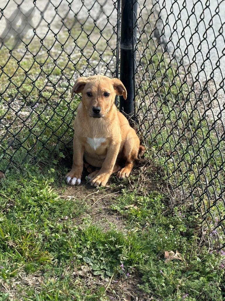 Enlarge Davis, a Adoptable mixed breed in Effingham, SC image 3/3