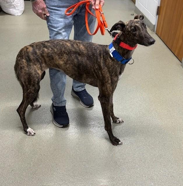 Enlarge Lee Jolene (Jolene), a ADOPTABLE Greyhound in Tarpon Springs, FL image 1/1