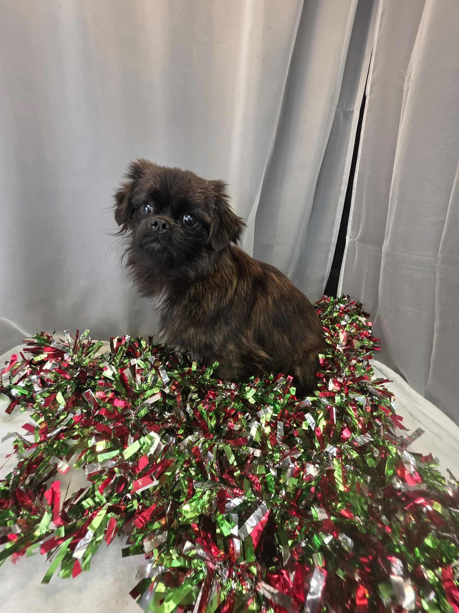 Frederick thumbnail 3