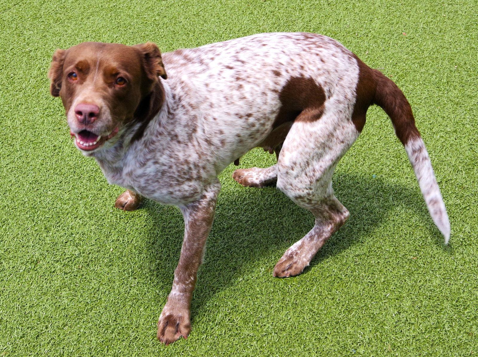 OK/Gabby Sue, Adoptable, Adult Female Brittany Spaniel & German Shorthaired Pointer.