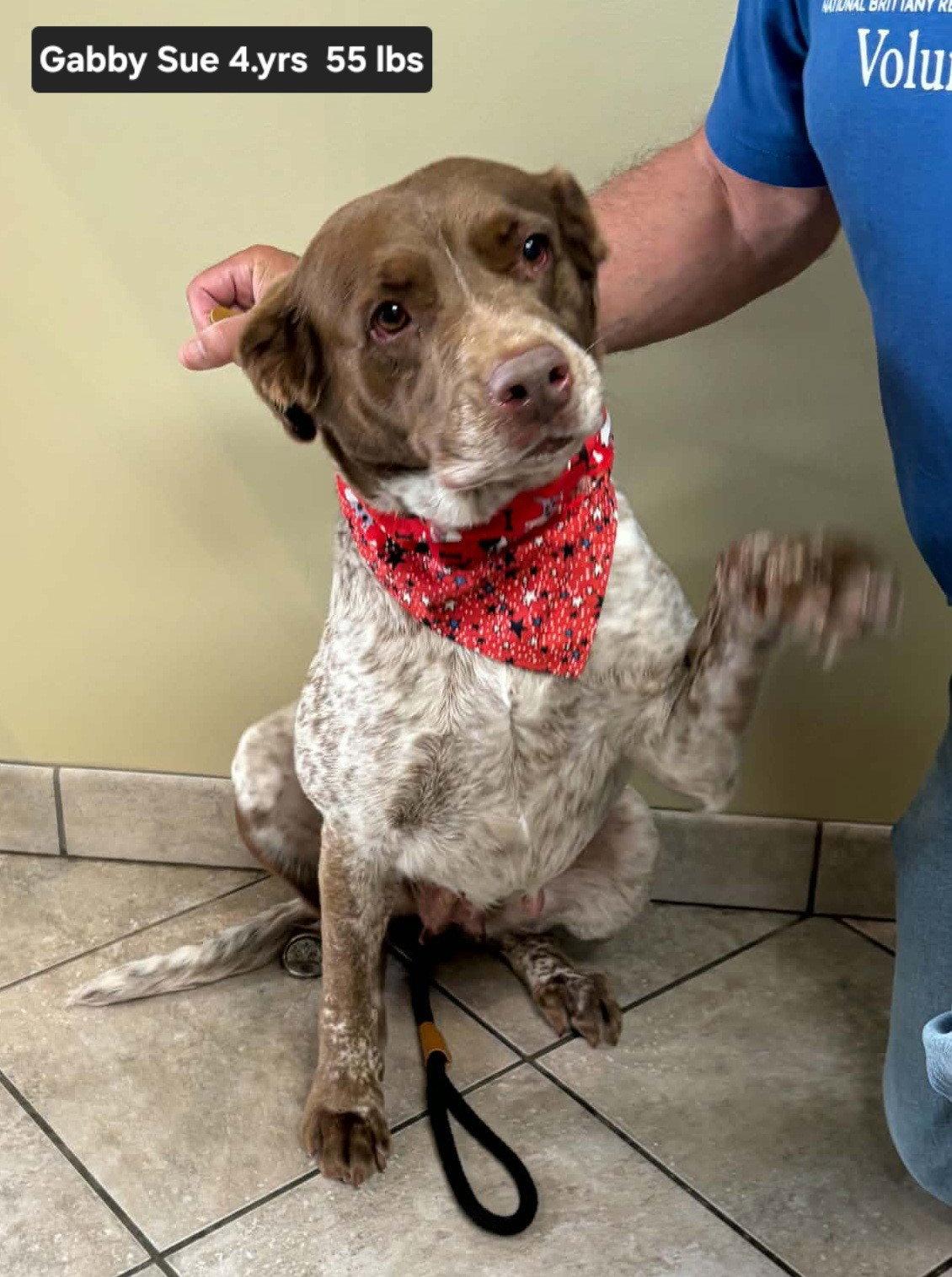 OK/Gabby Sue, Adoptable, Adult Female Brittany Spaniel & German Shorthaired Pointer.